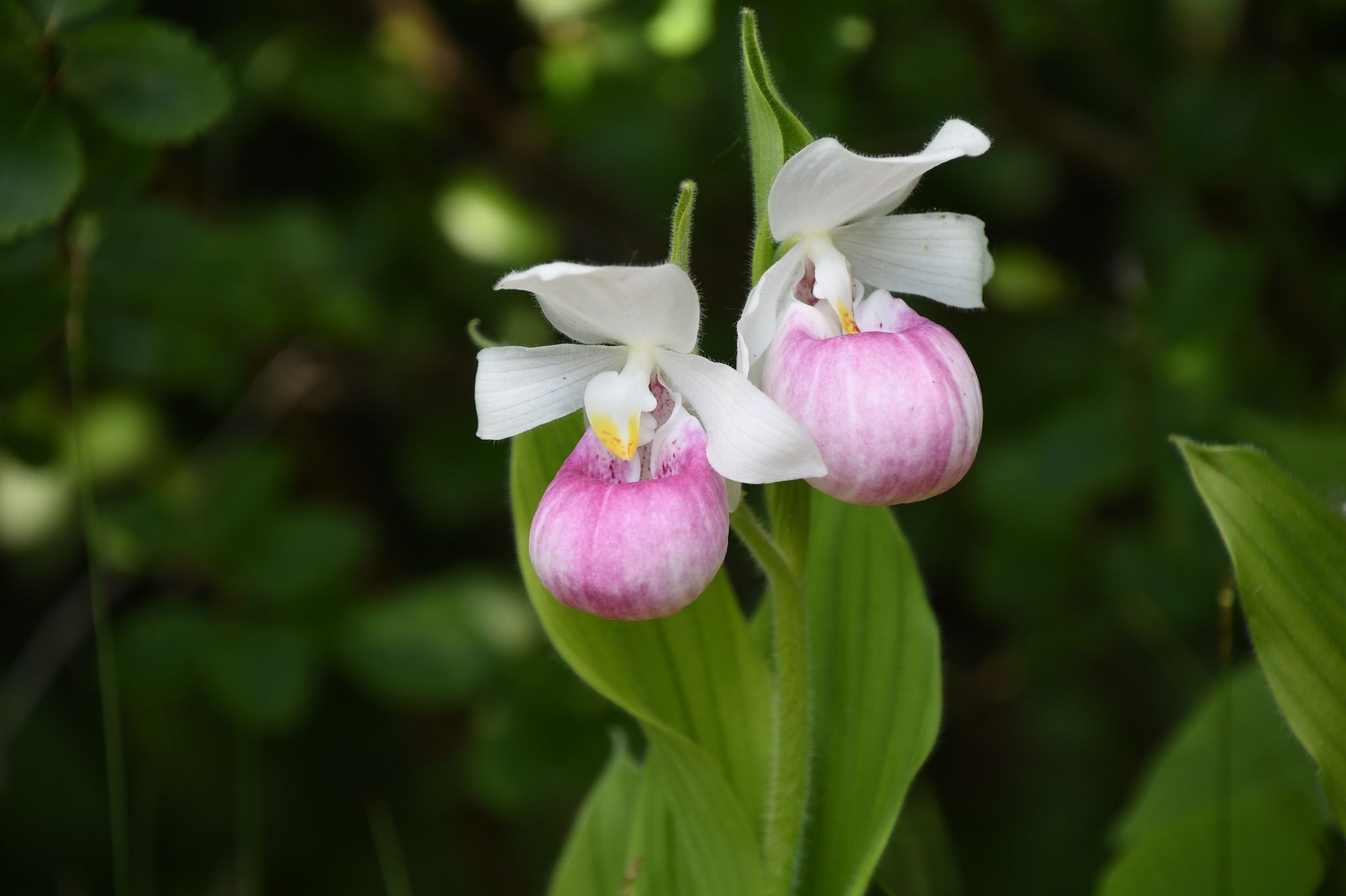 Cypripedium reginae