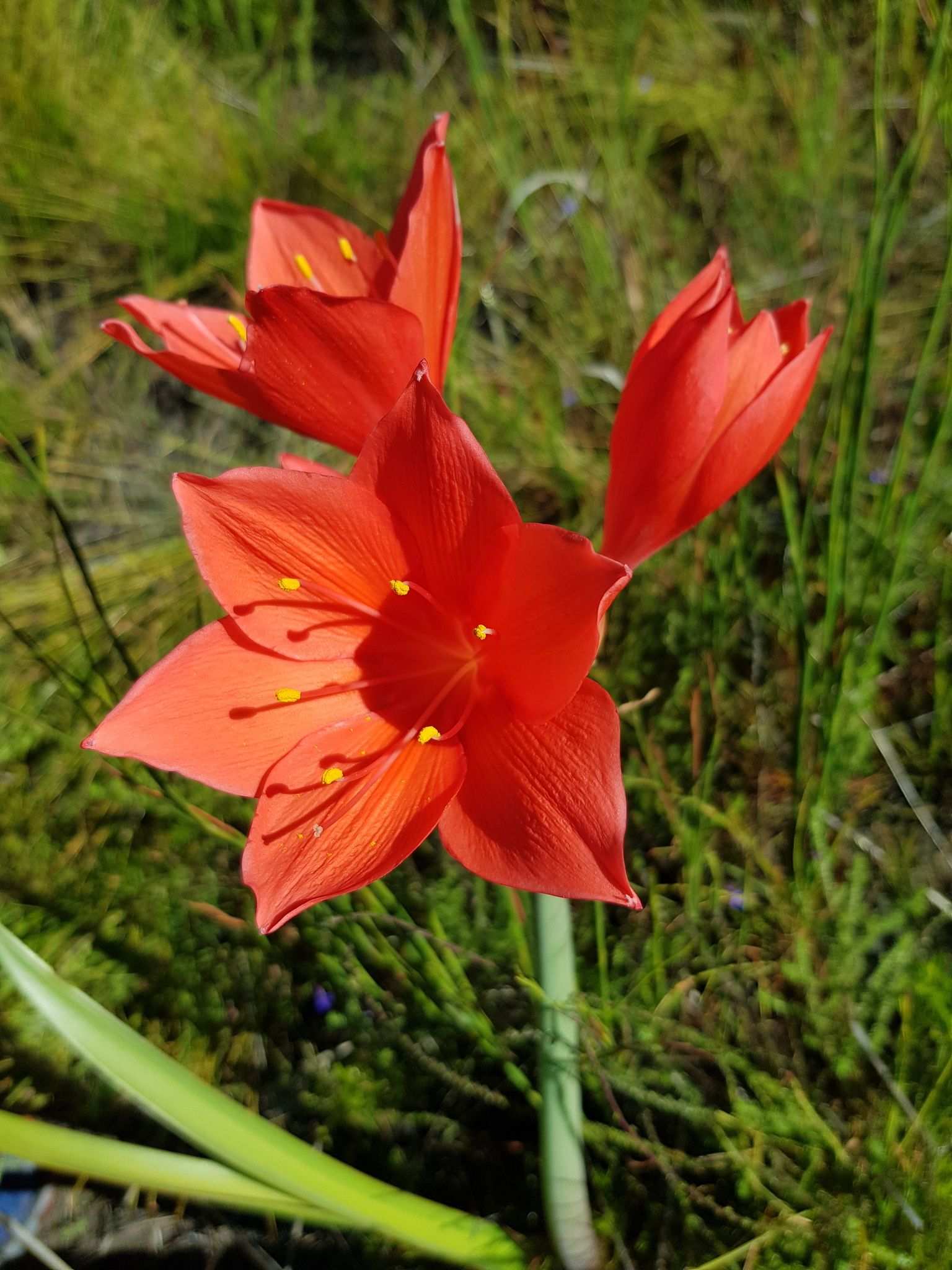 Cyrtanthus sp.
