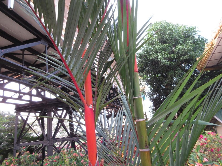 Cyrtostachys renda