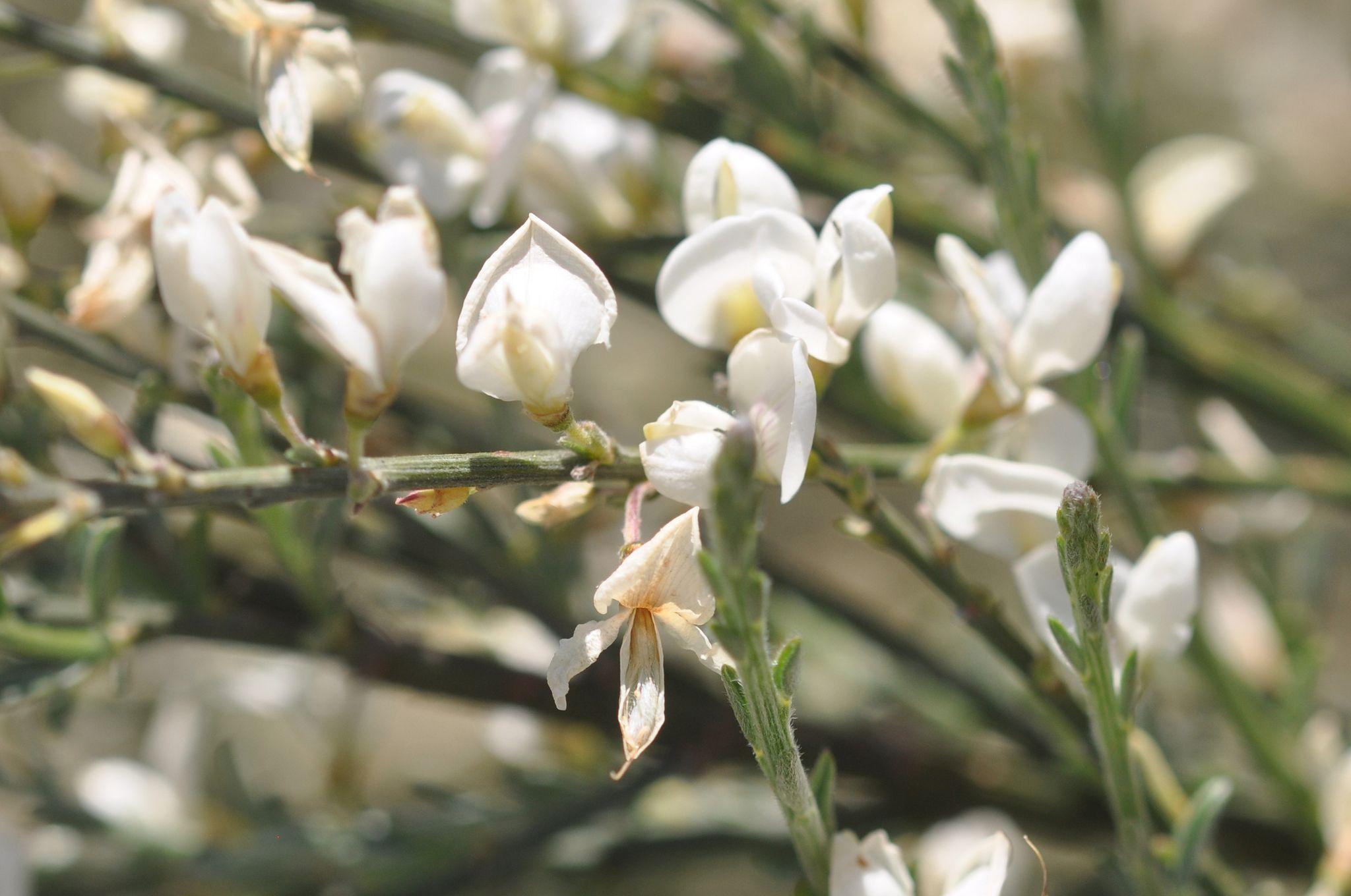 Cytisus multiflorus