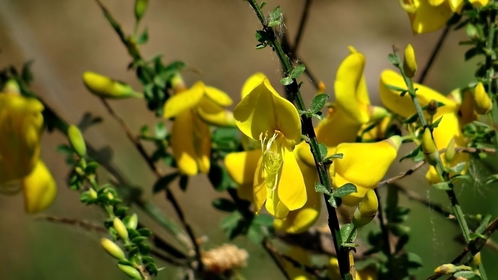 Cytisus scoparius