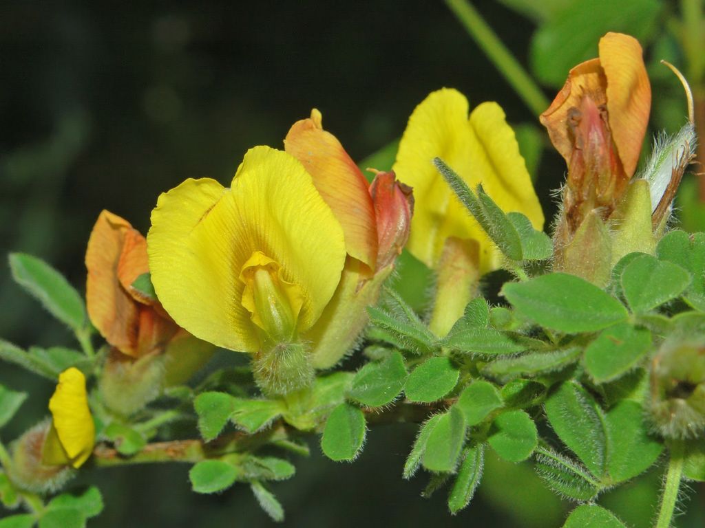Cytisus sp.