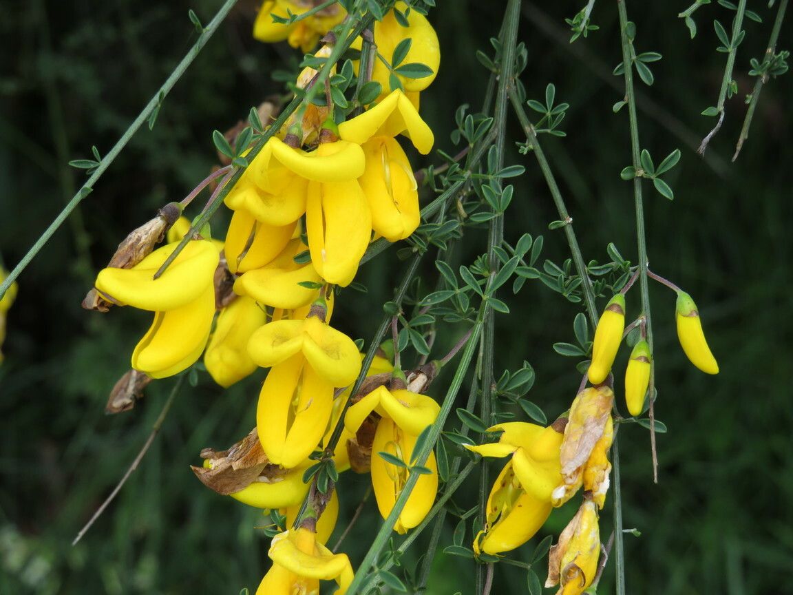 Cytisus striatus