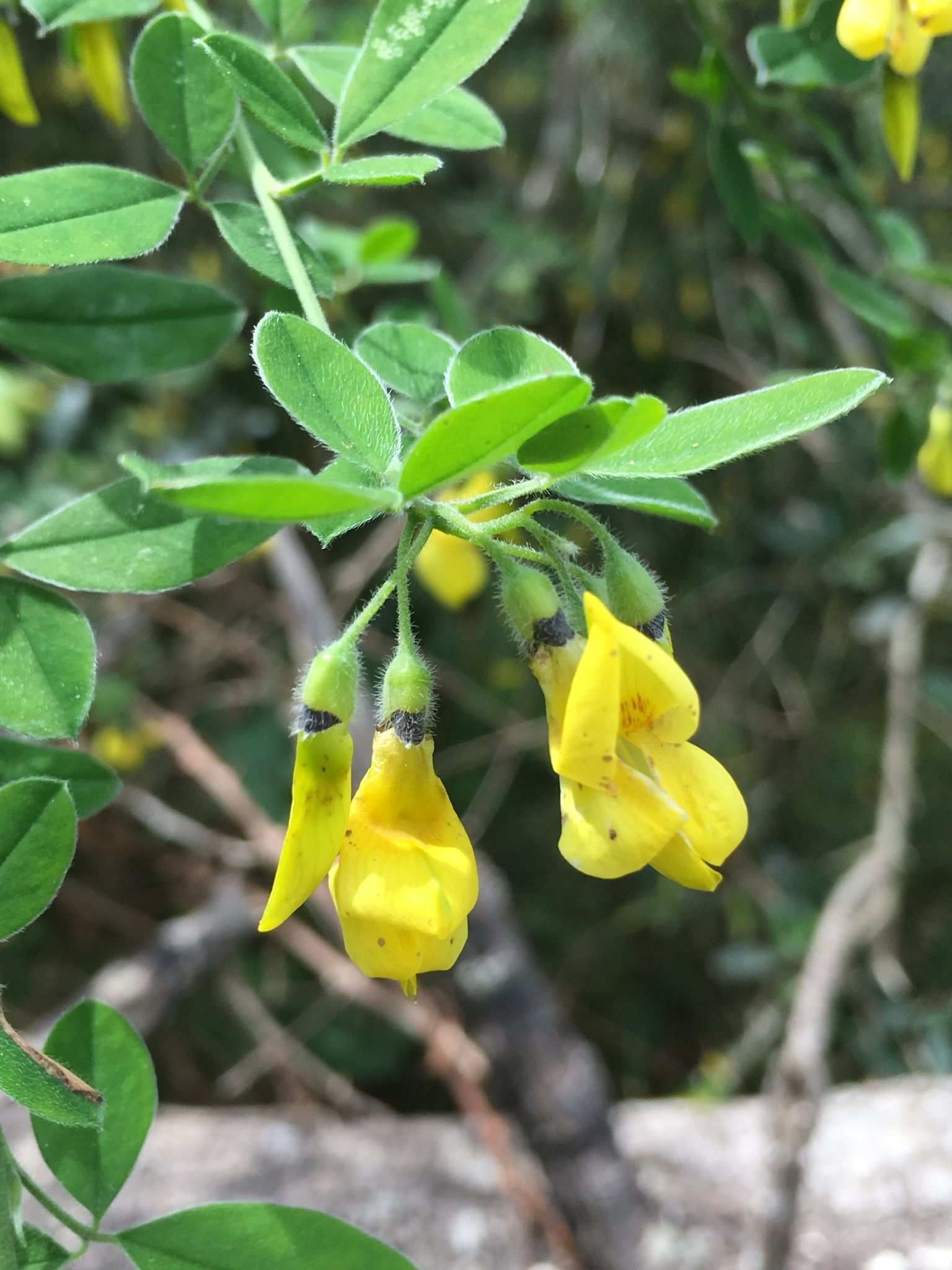 Cytisus villosus