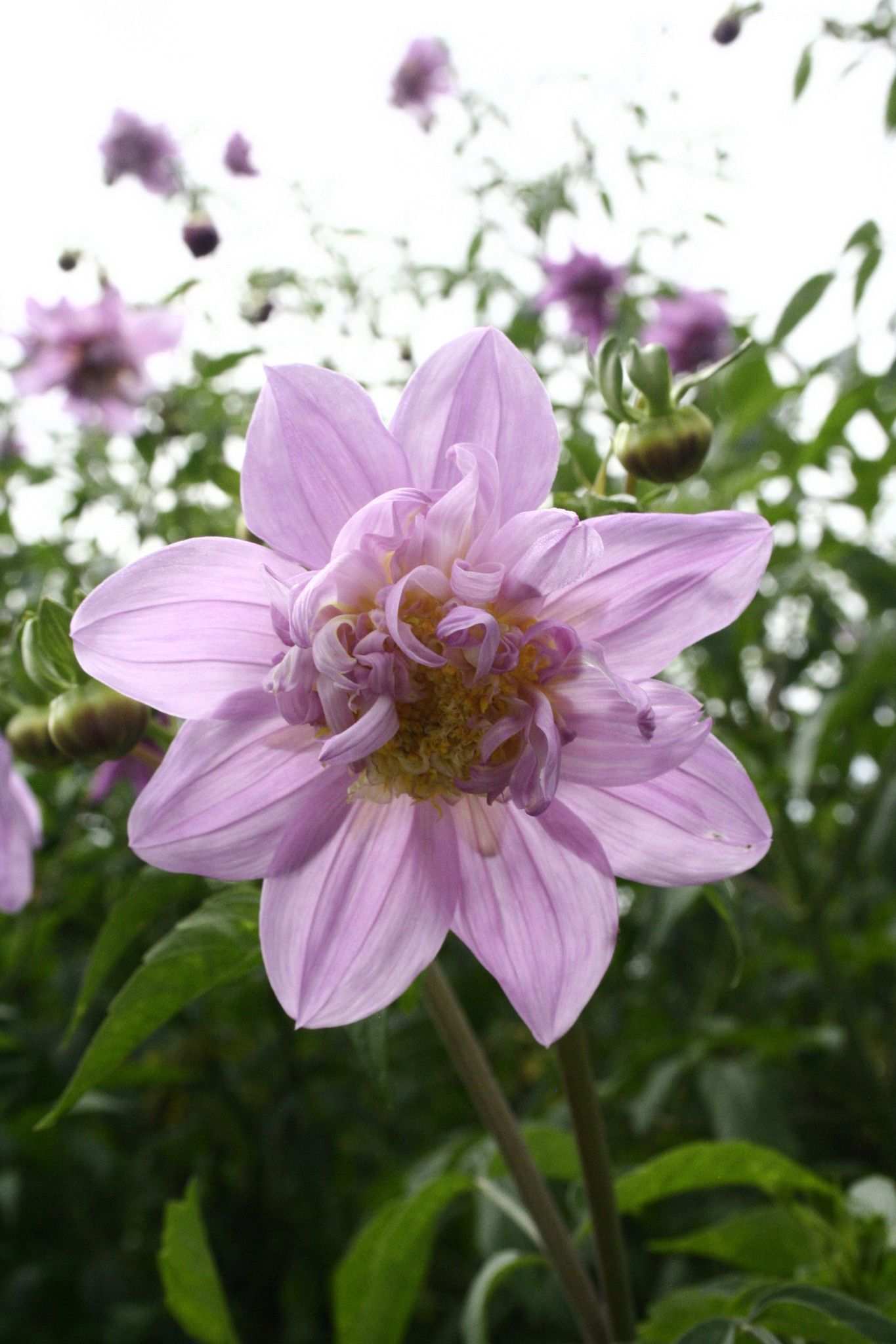 Dahlia excelsa