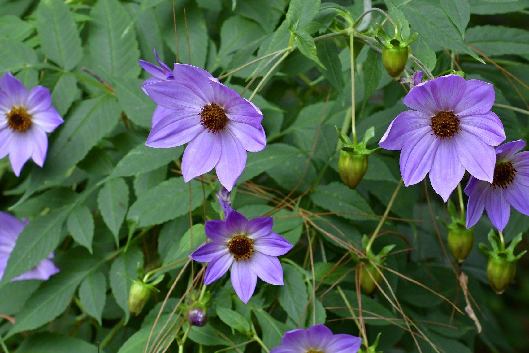 Dahlia imperialis