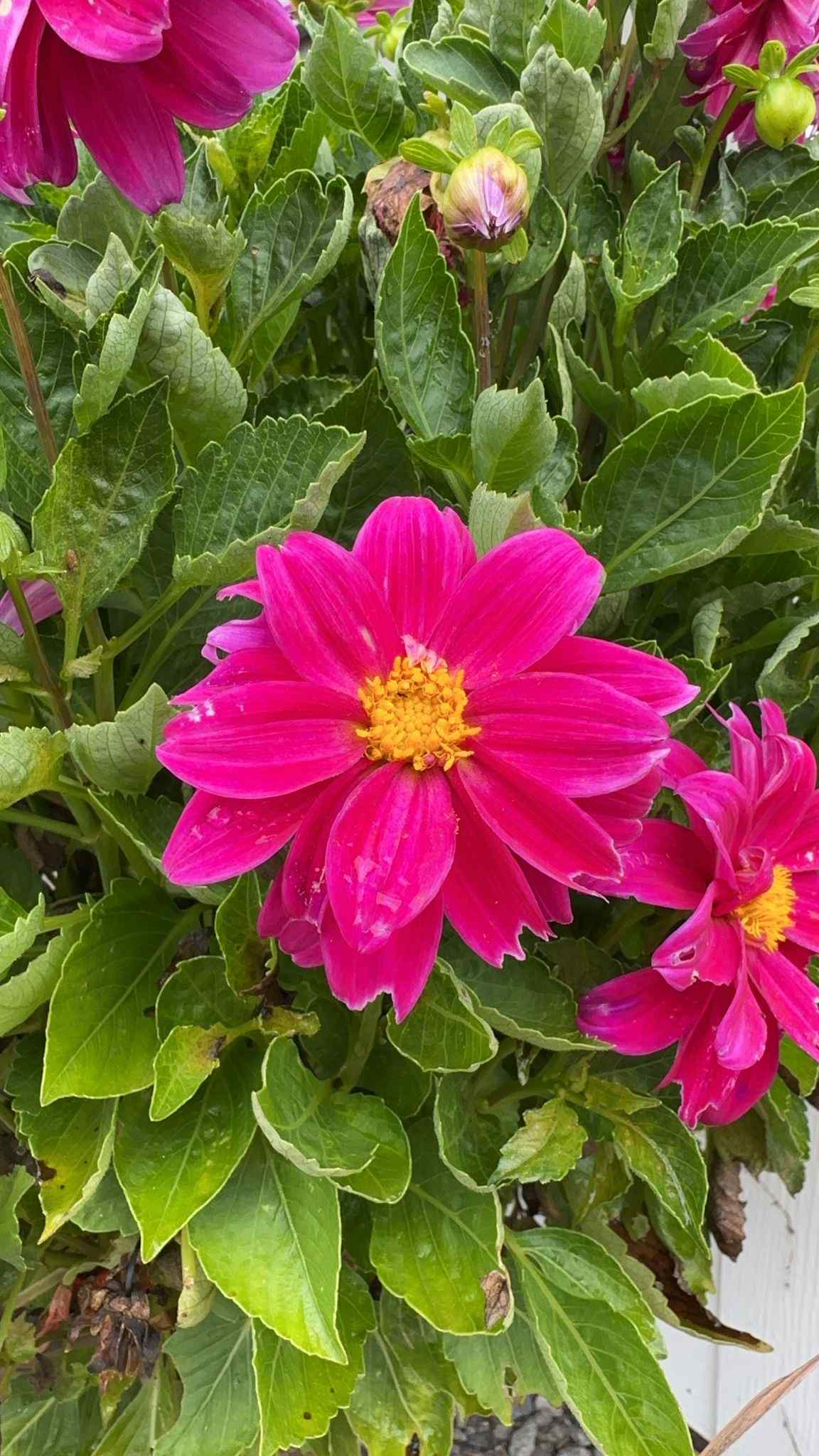 Dahlia pinnata