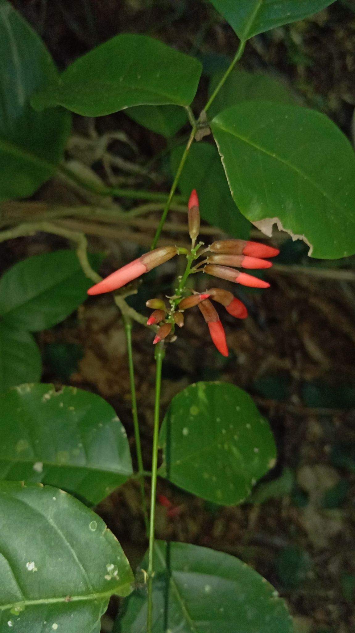 Dahlstedtia pentaphylla