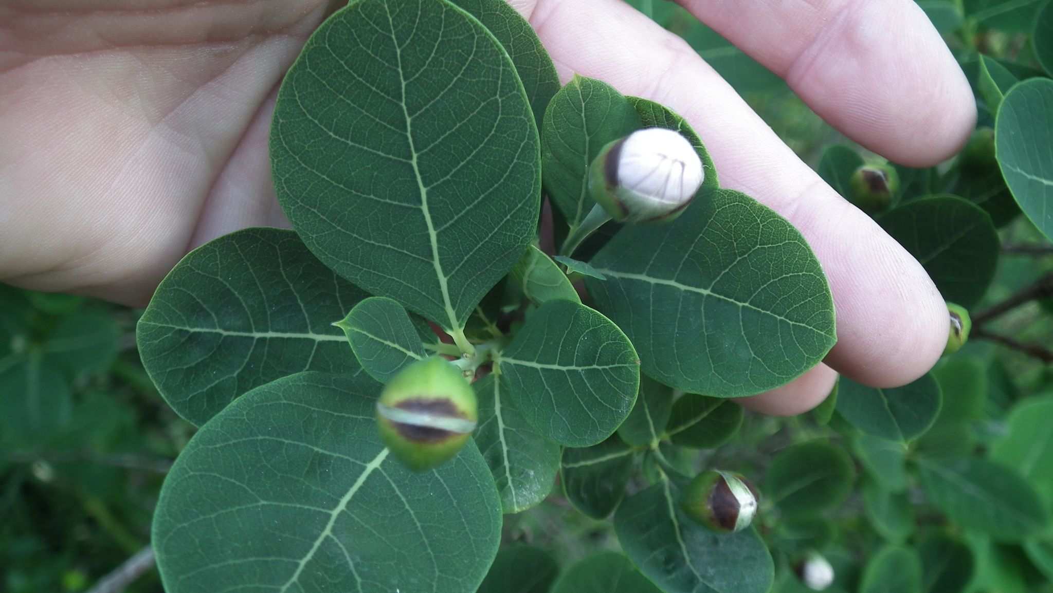 Dais cotinifolia