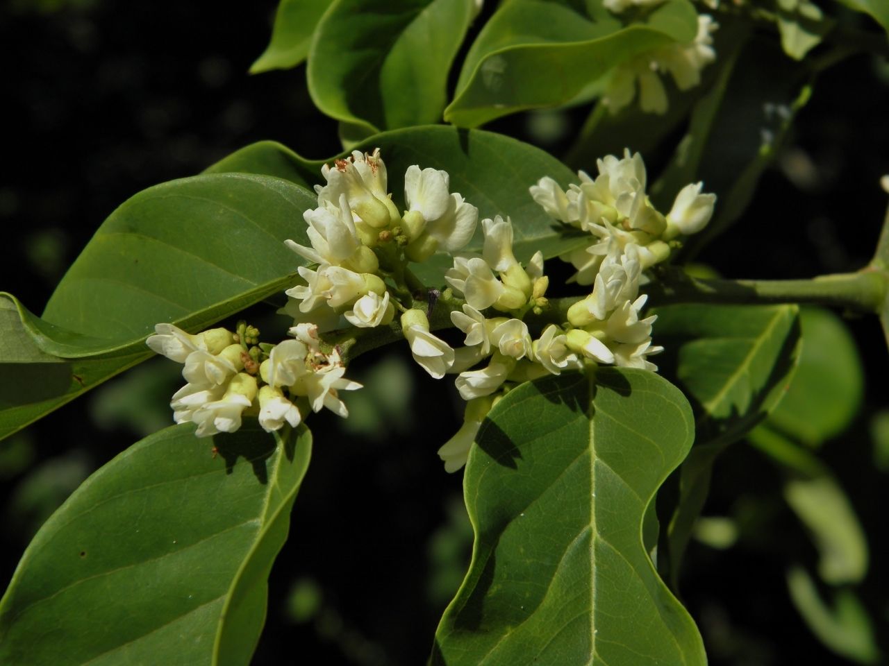 Dalbergia