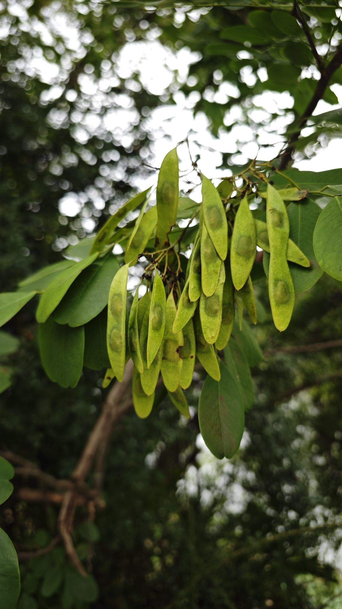 Dalbergia hupeana
