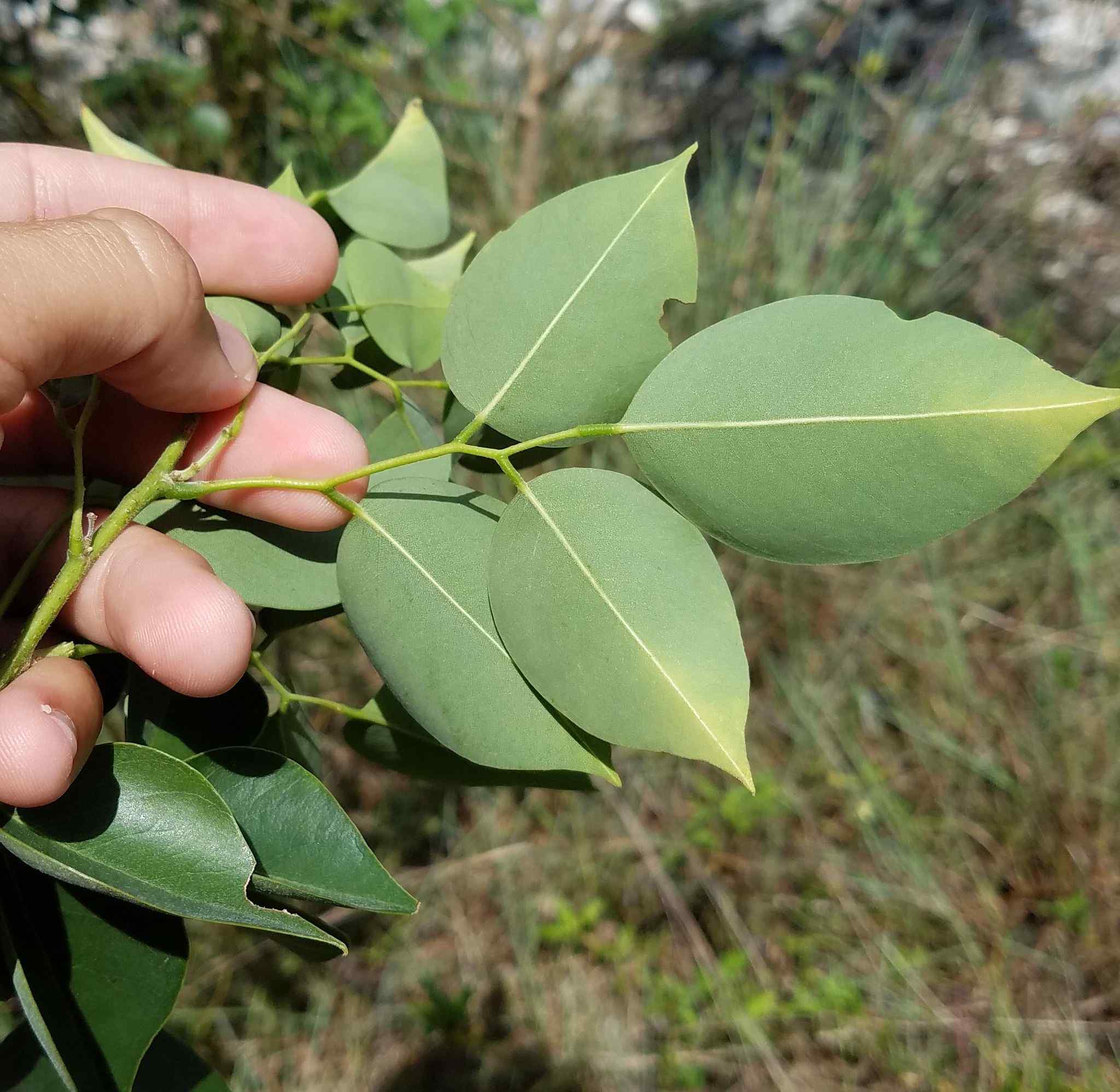 Dalbergia sissoo