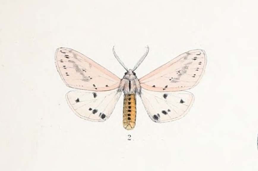 Dalbergia sp.
