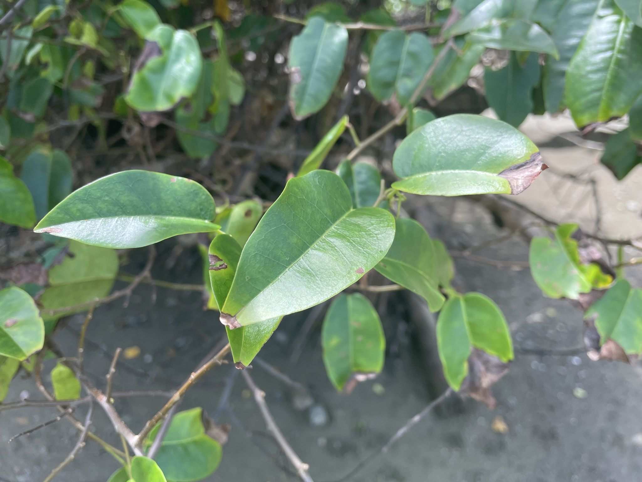 Dalbergia volubilis