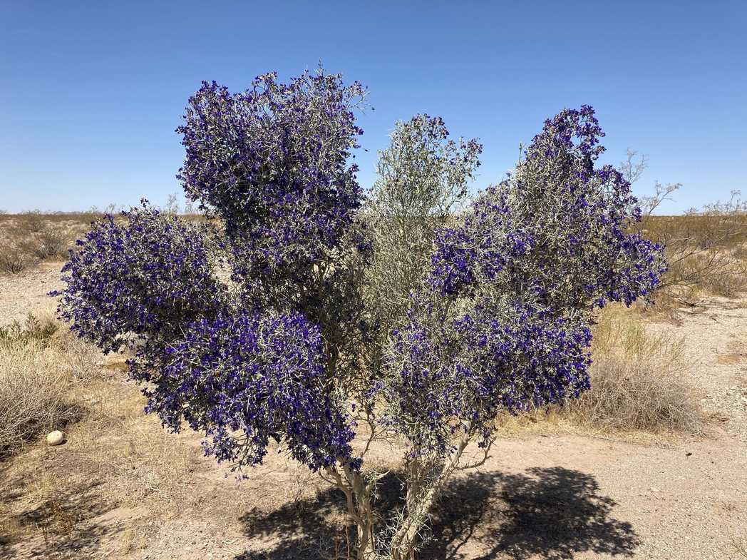 Dalea sp.