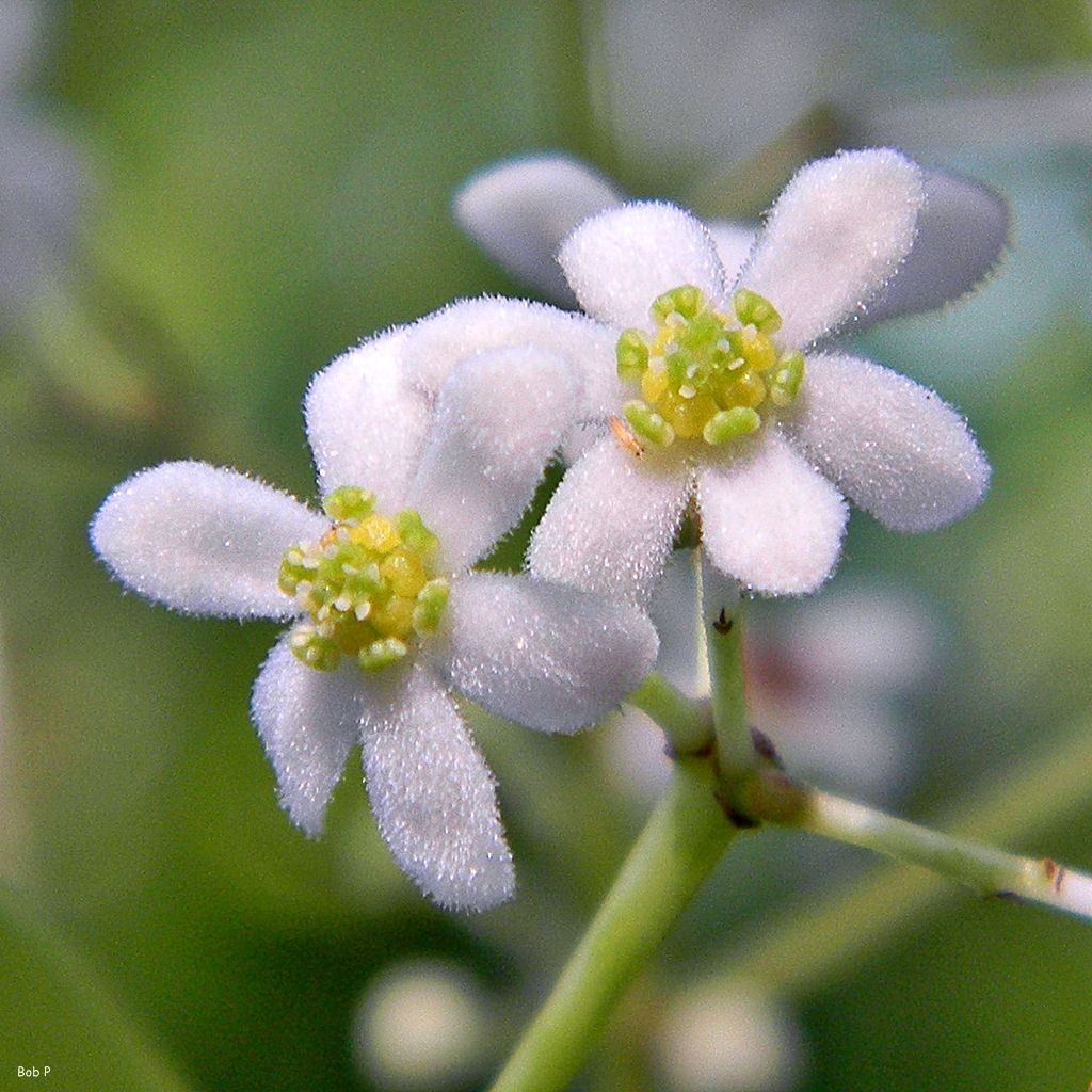 Damburneya coriacea