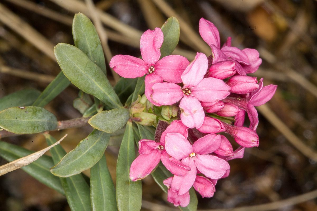 Daphne odora