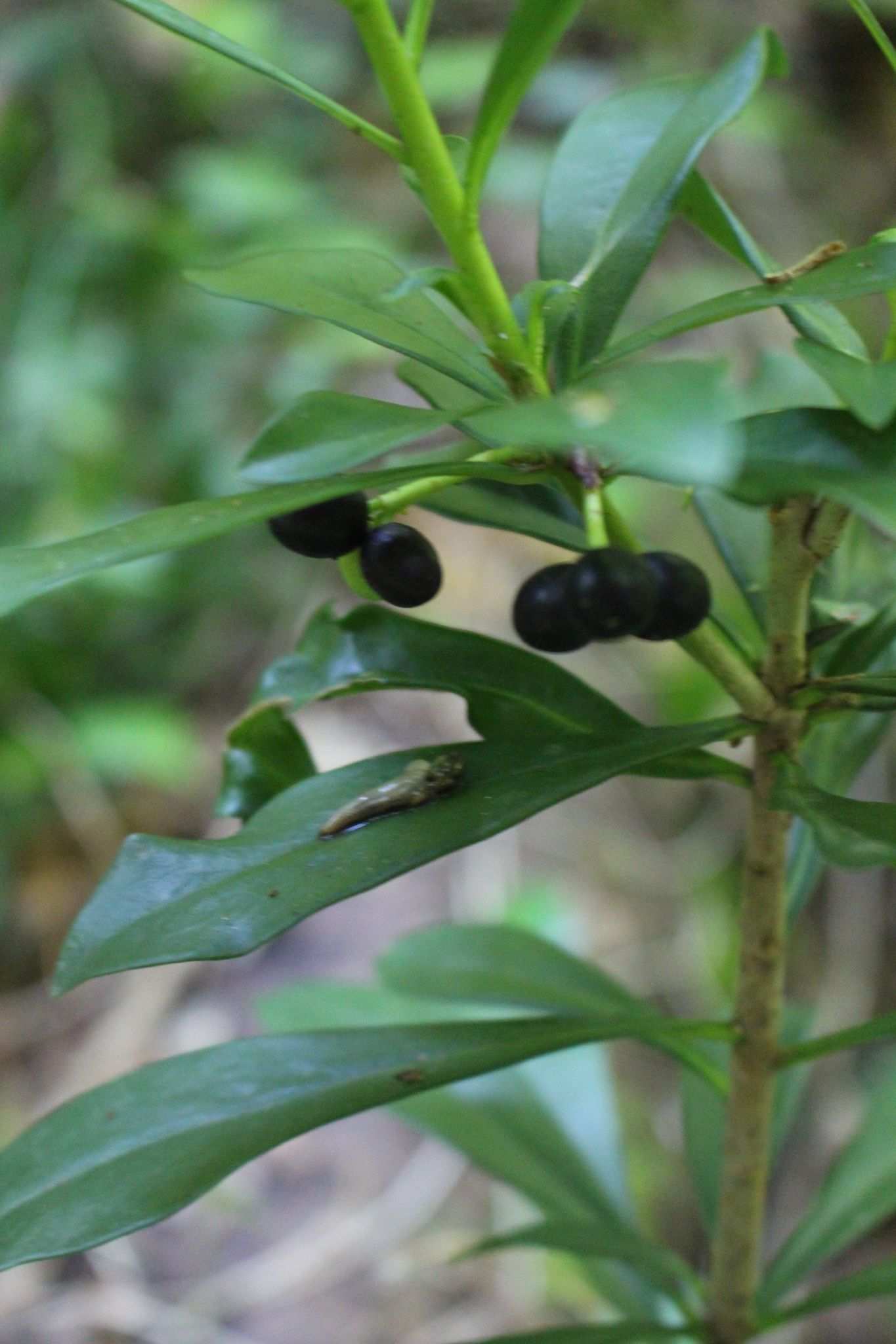 Daphne sp.