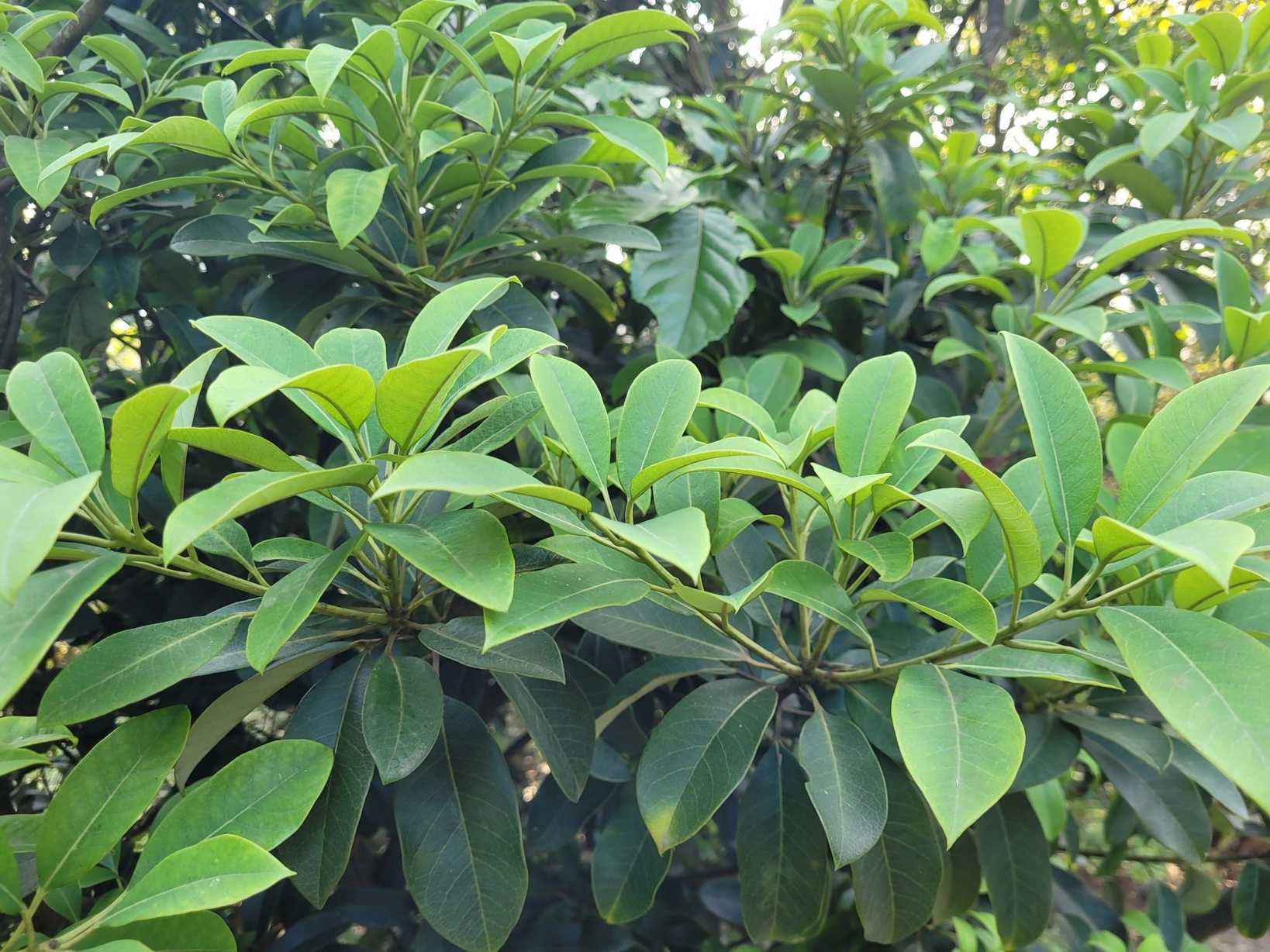 Daphniphyllum glaucescens