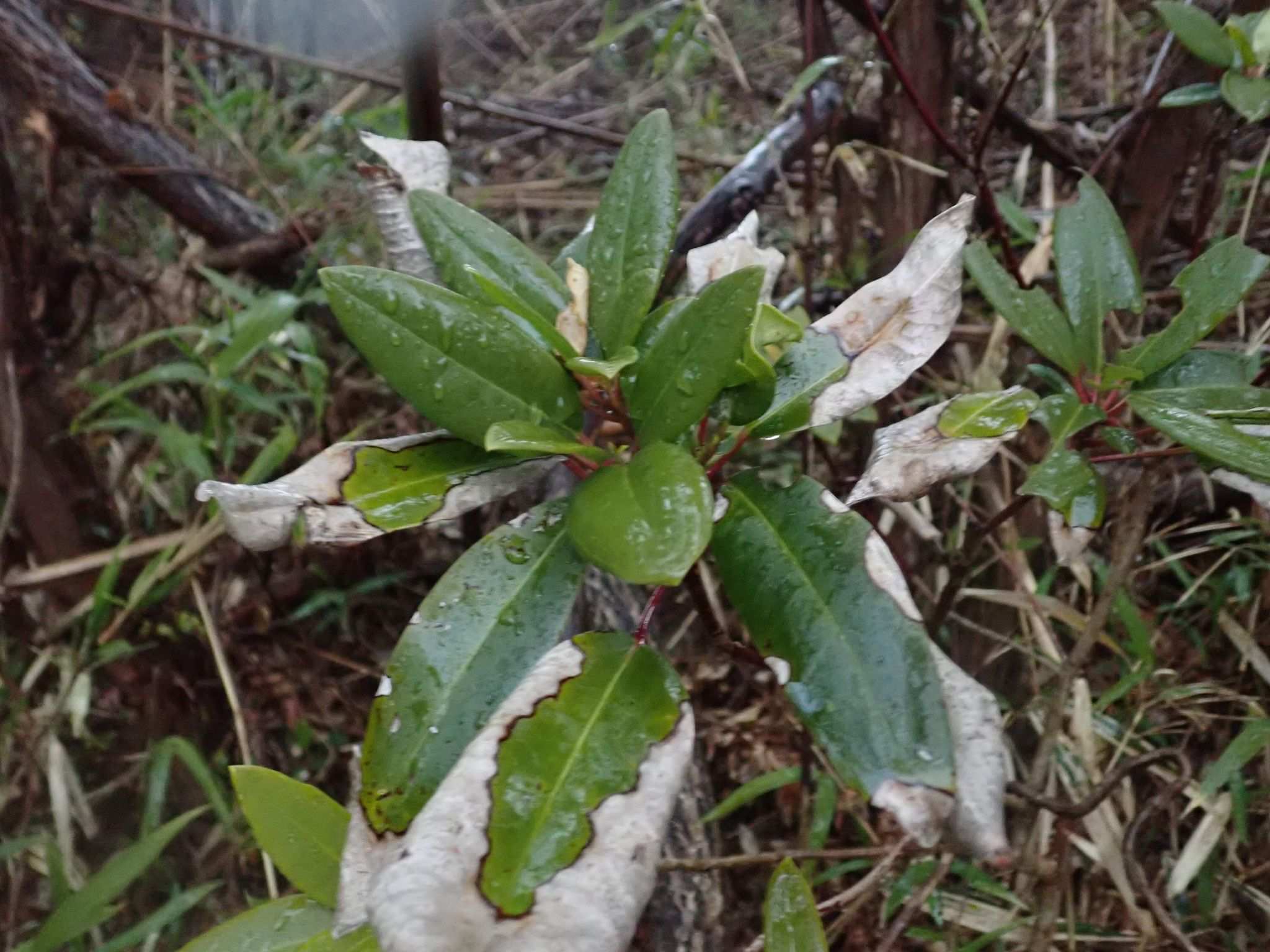 Daphniphyllum teijsmannii