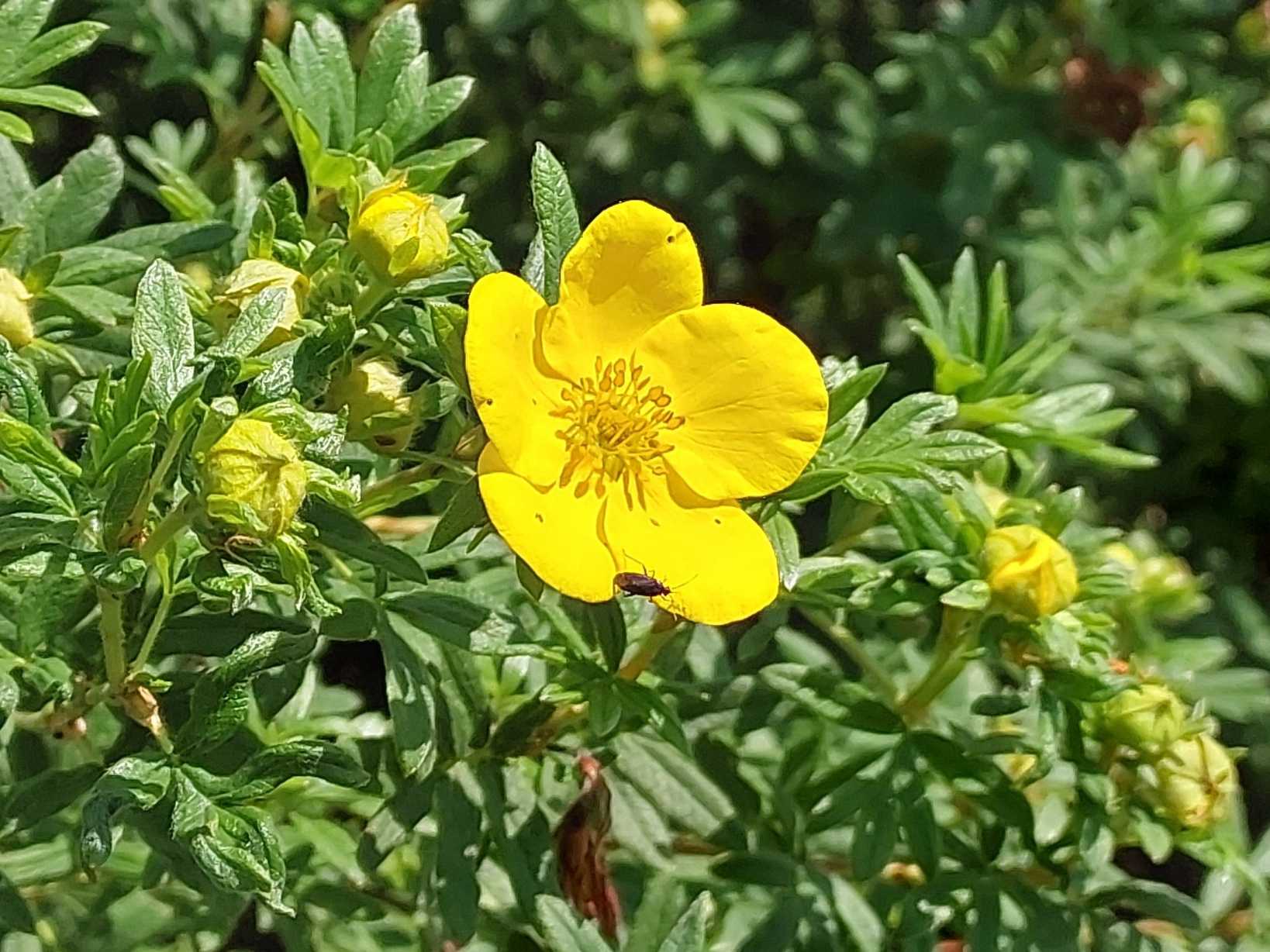 Dasiphora fruticosa
