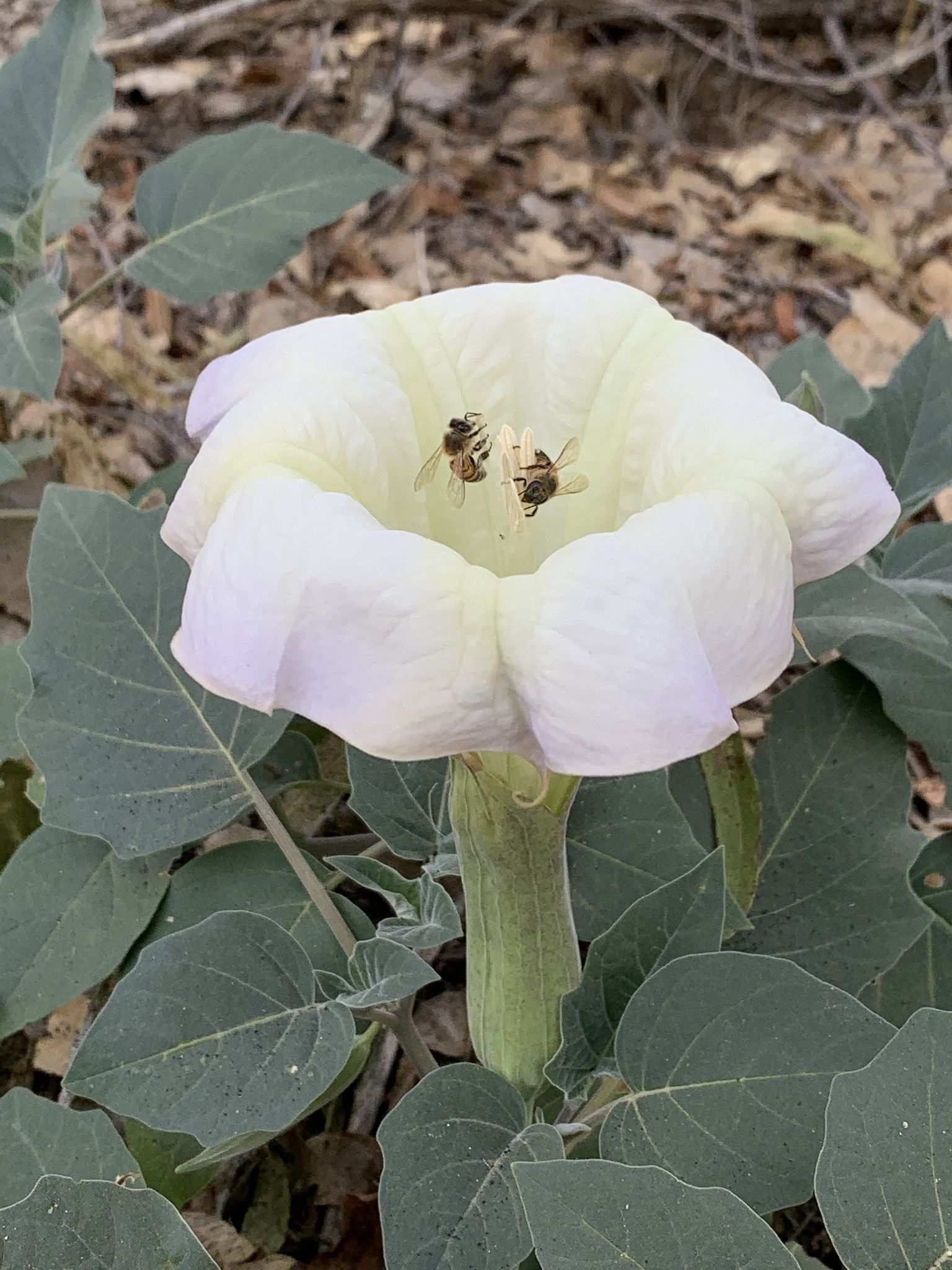 Datura