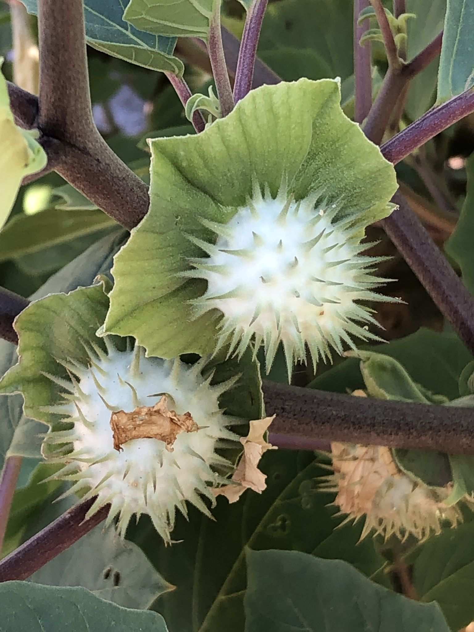 Datura discolor