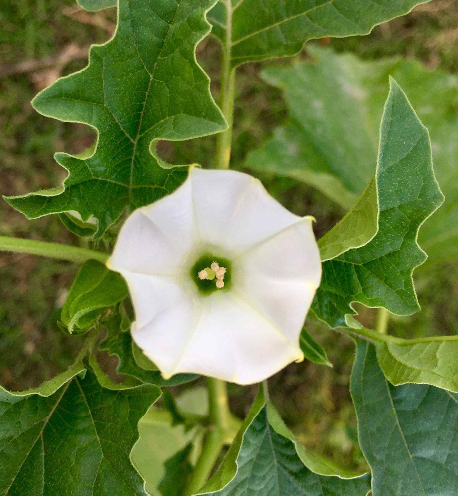 Datura ferox