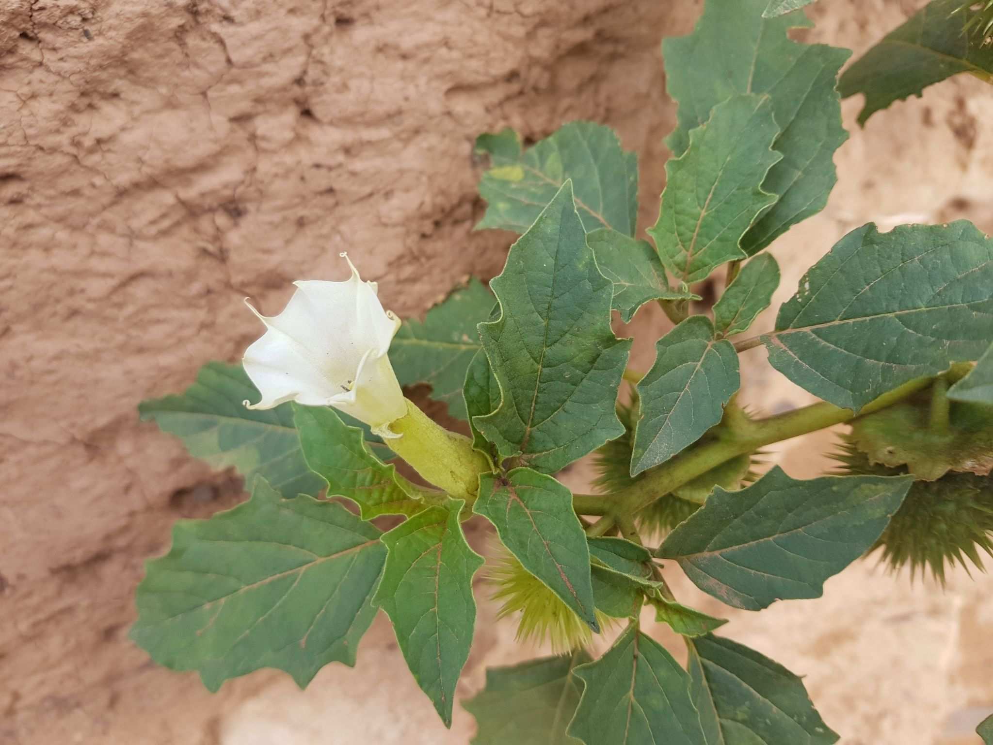 Datura leichhardtii
