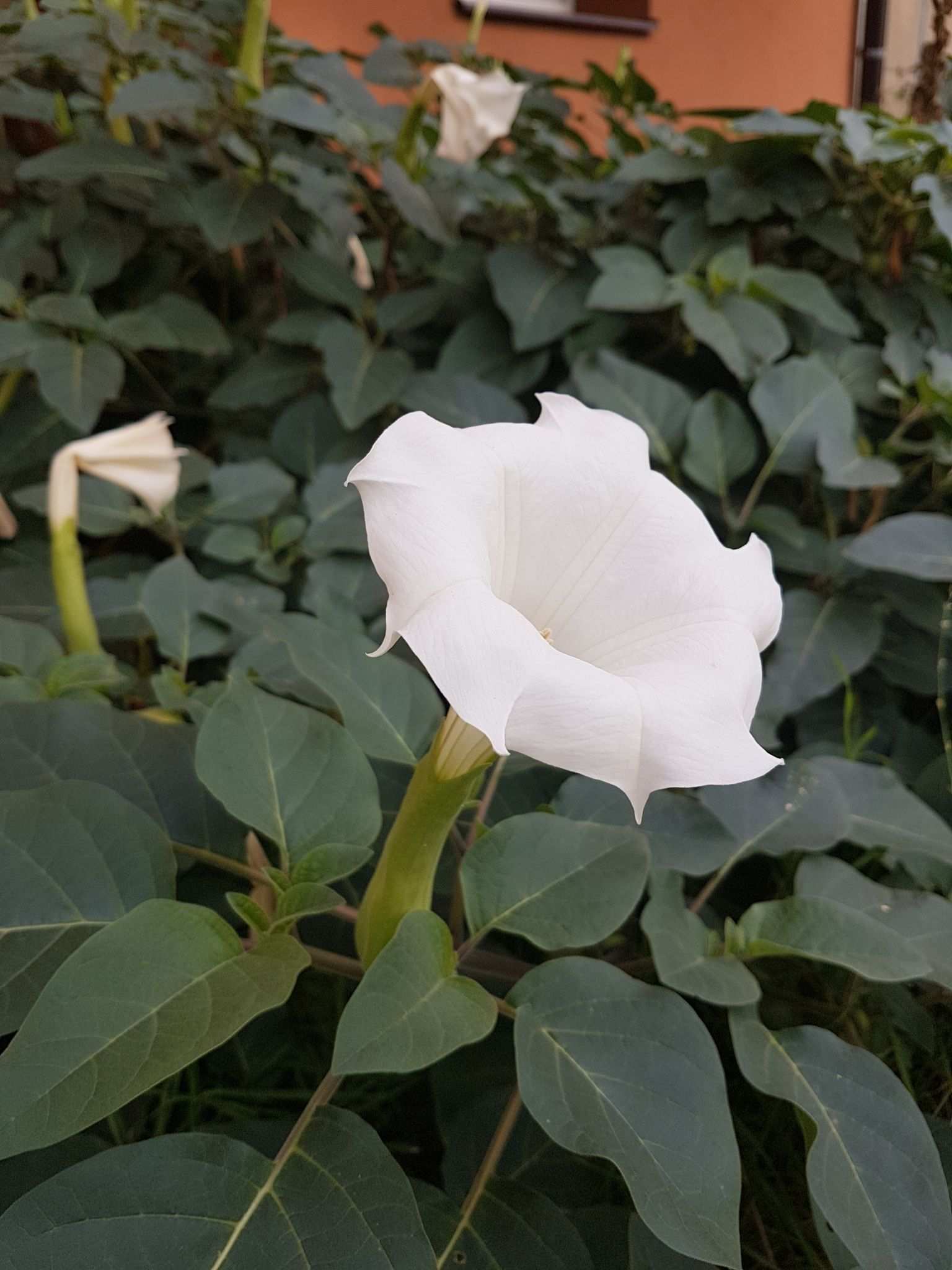 Datura metel