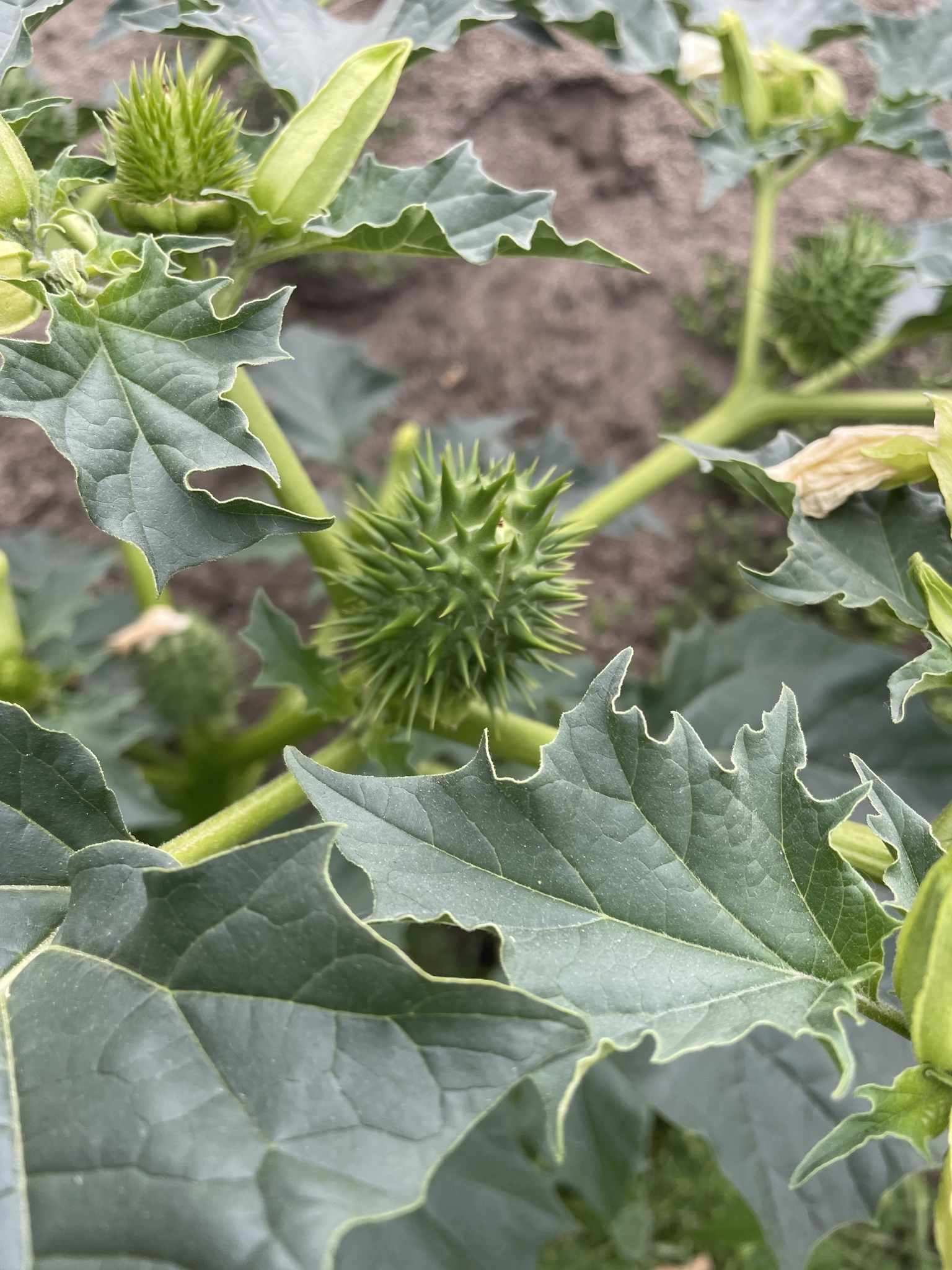 Datura stramonium