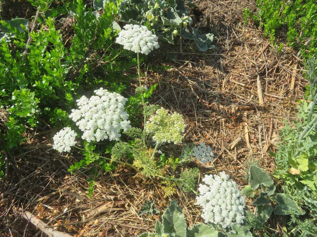 Daucus aureus