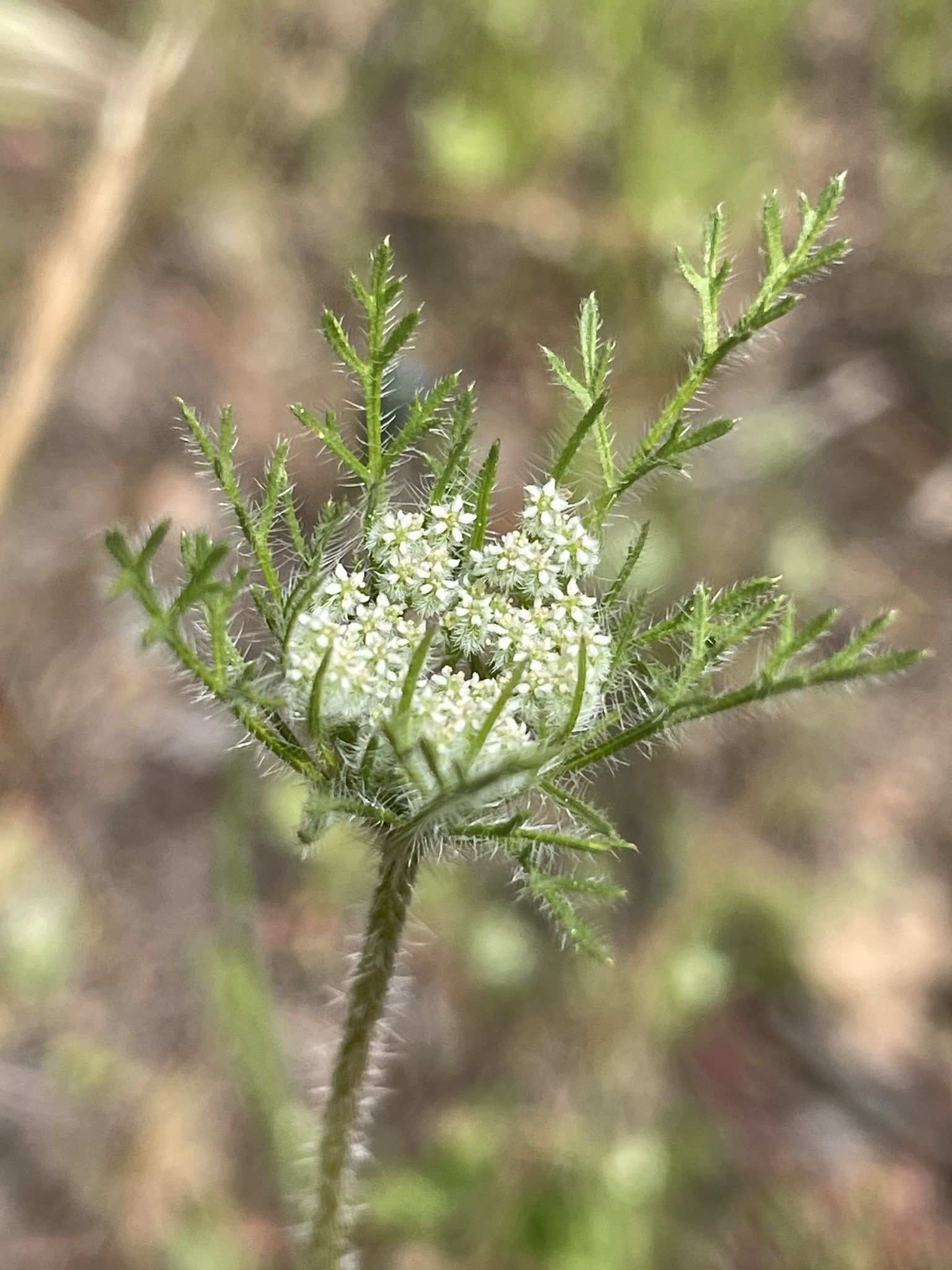 Daucus pusillus