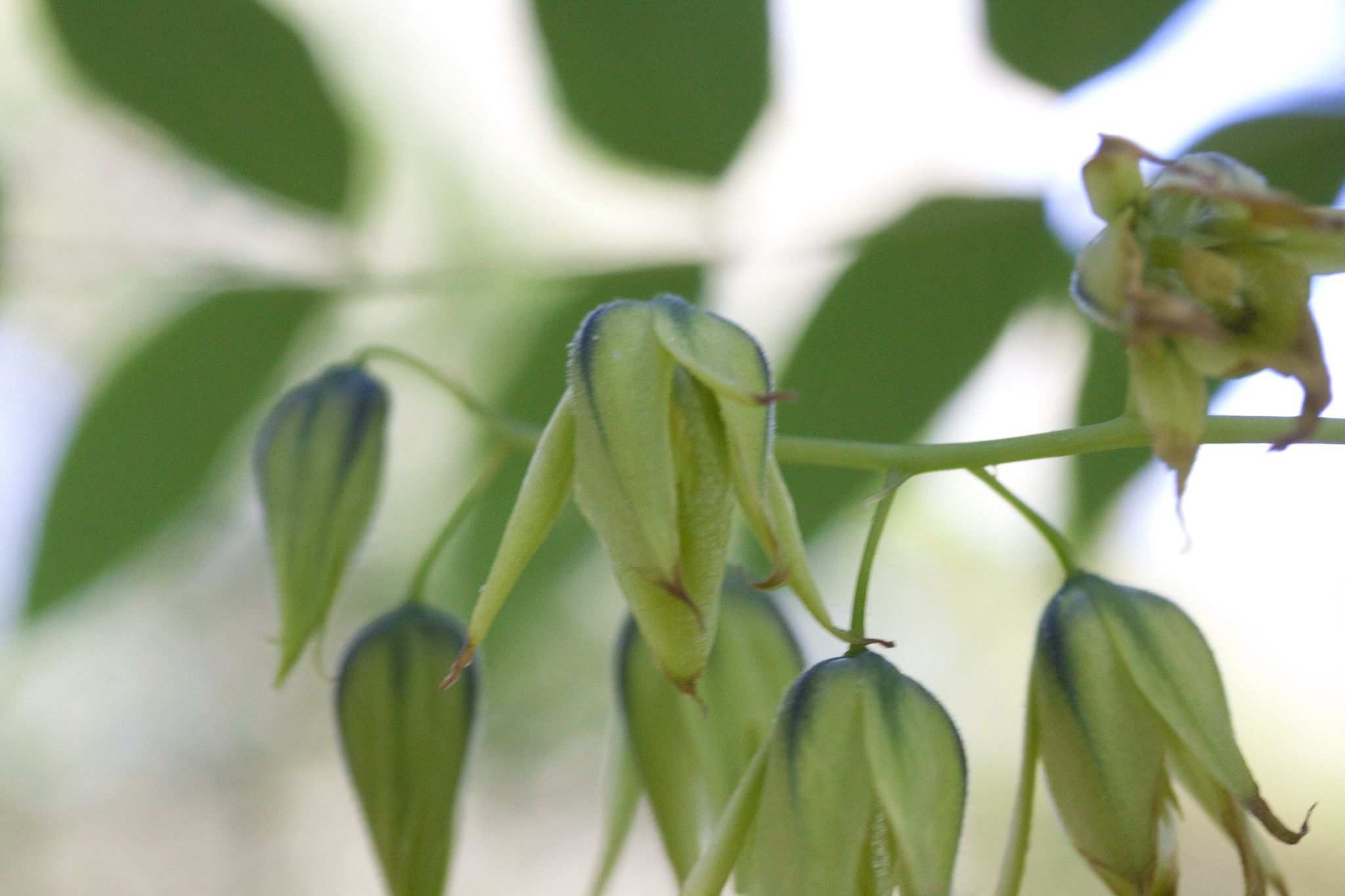 Decaisnea fargesii