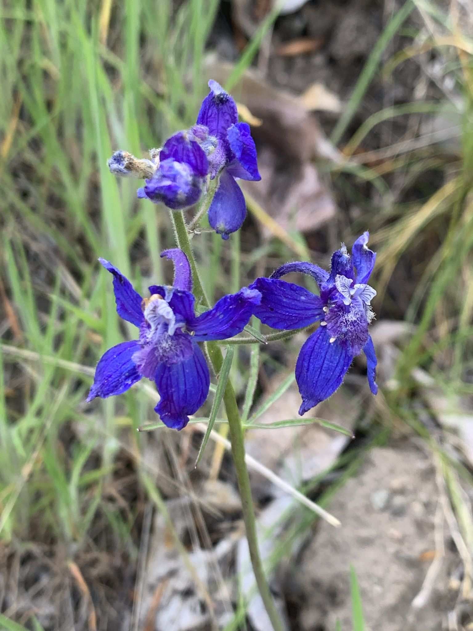 Delphinium