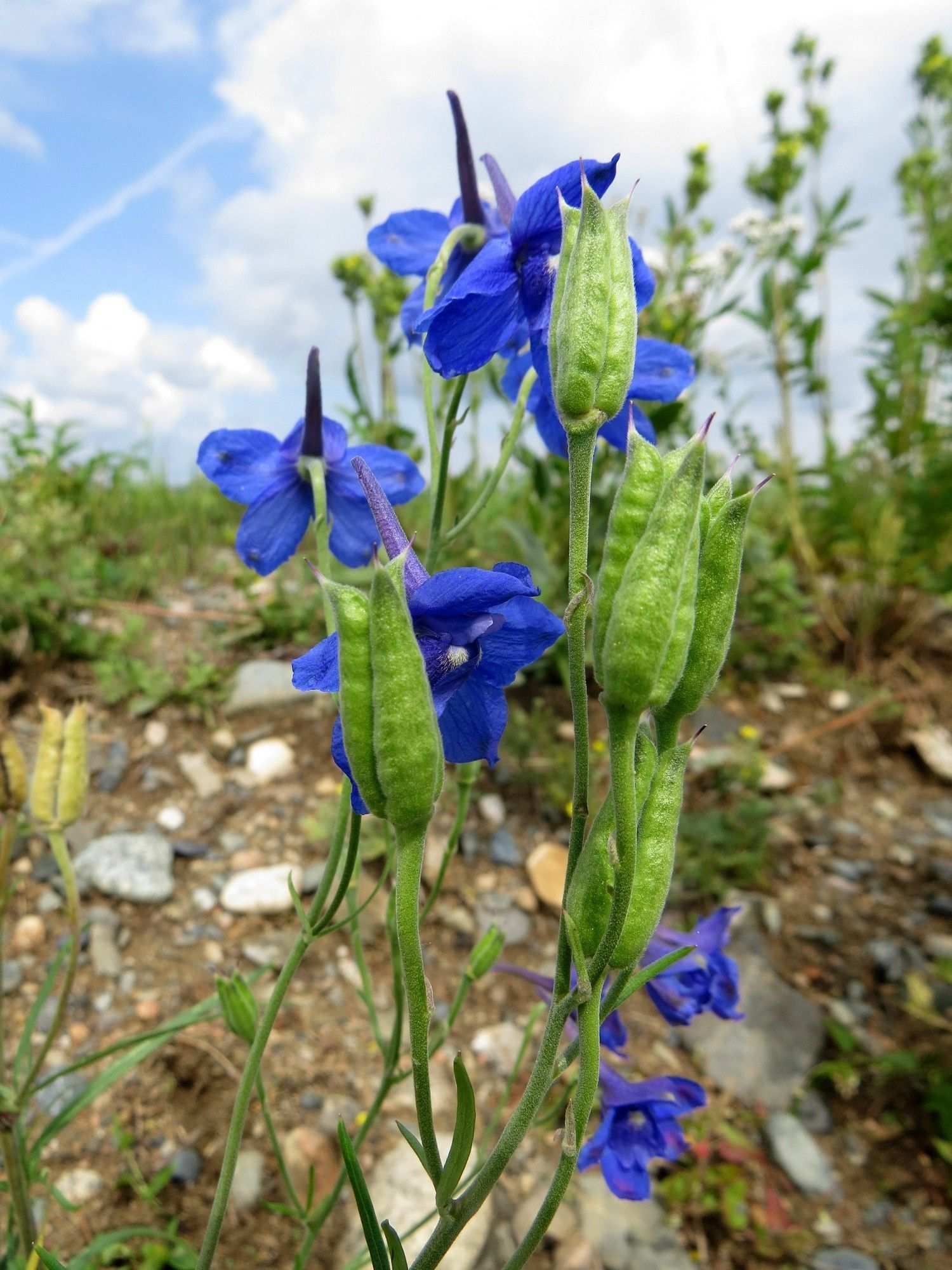 Delphinium grandiflorum
