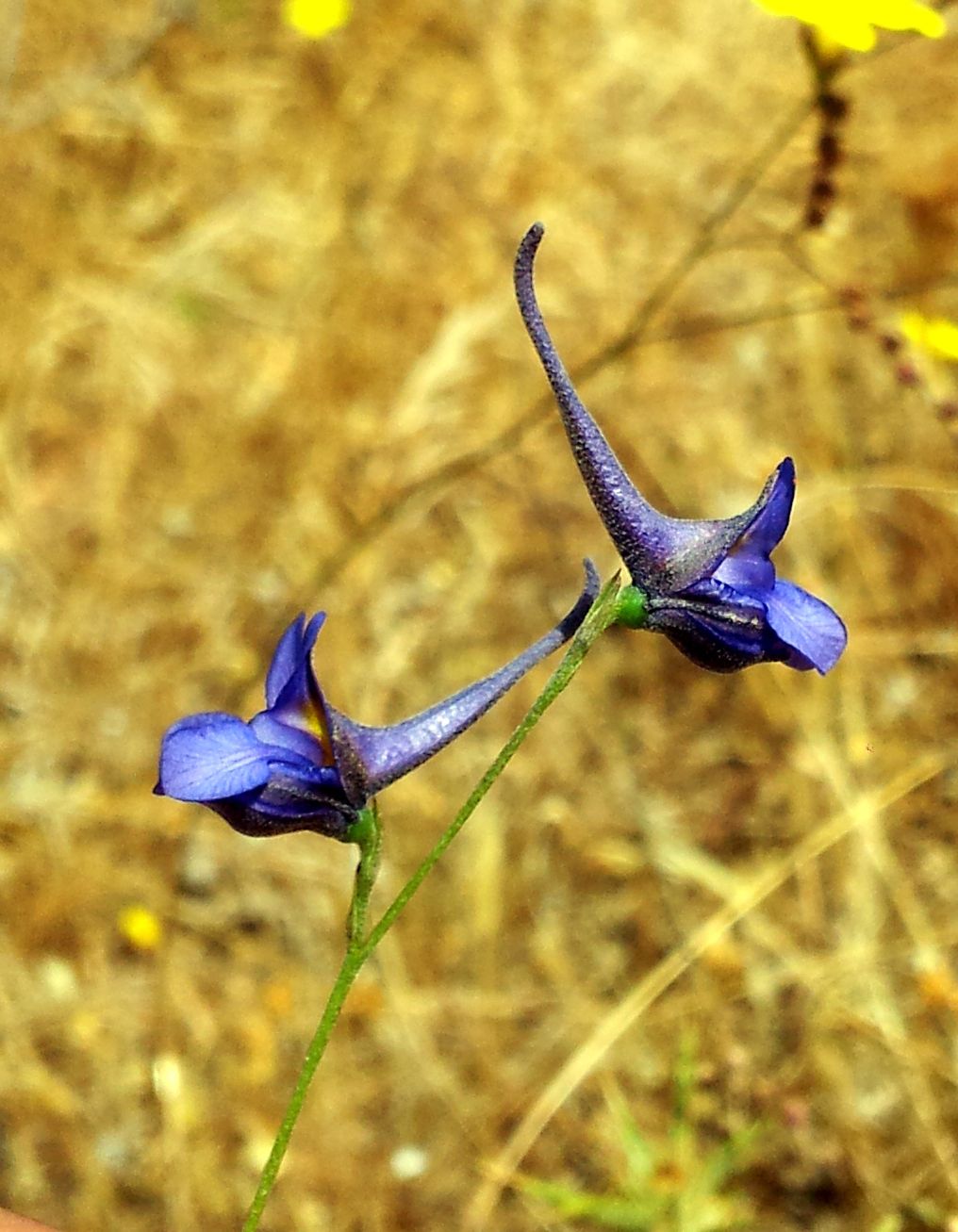Delphinium obcordatum