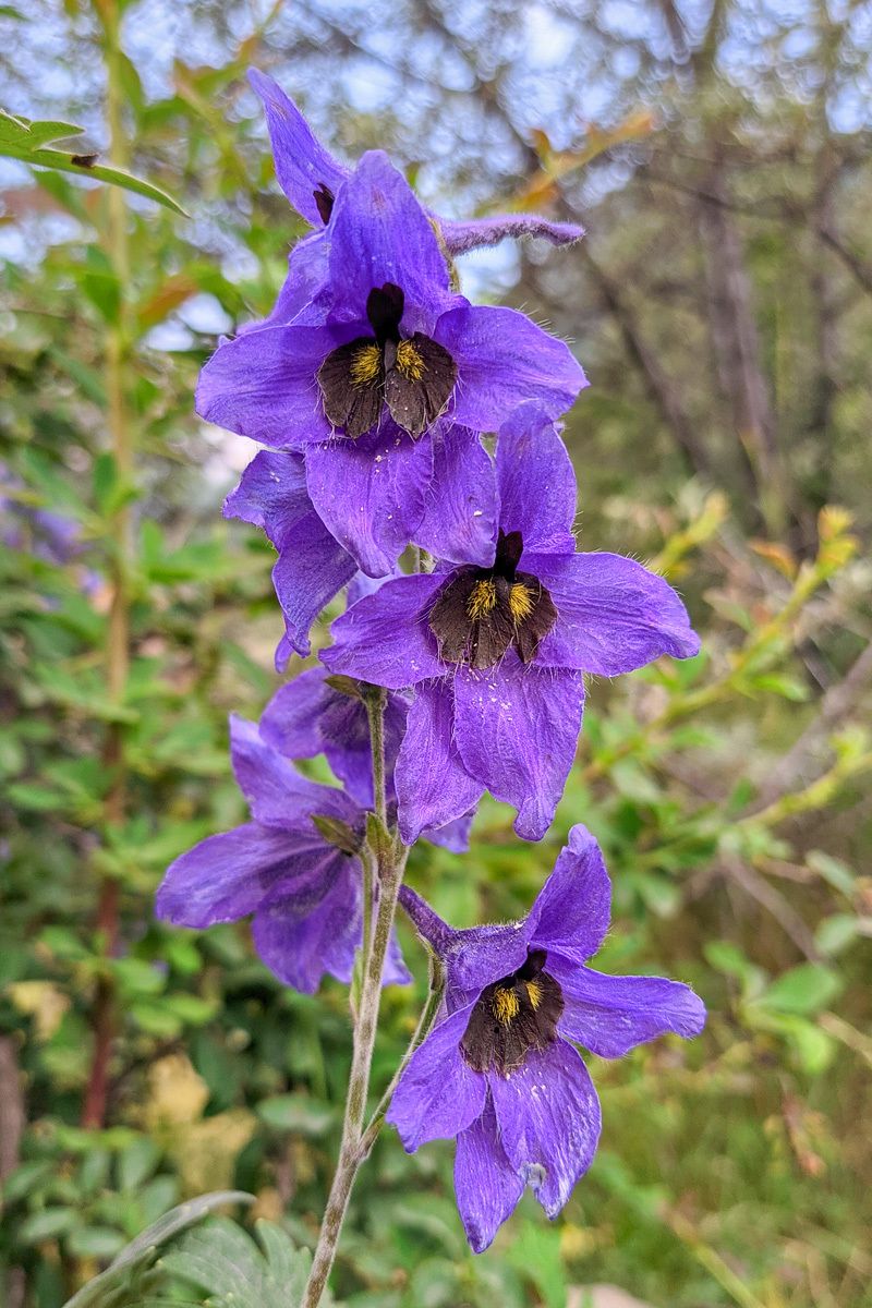 Delphinium sp.