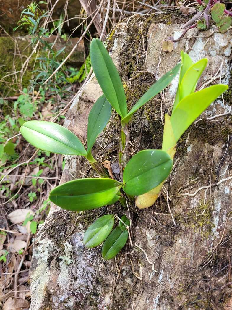 Dendrobium