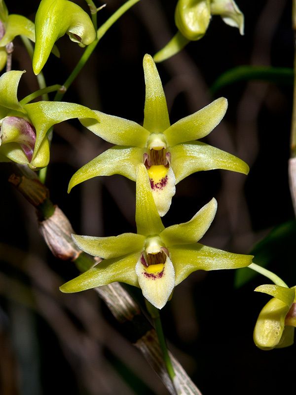 Dendrobium officinale