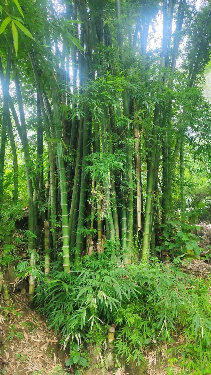 Dendrocalamus barbatus