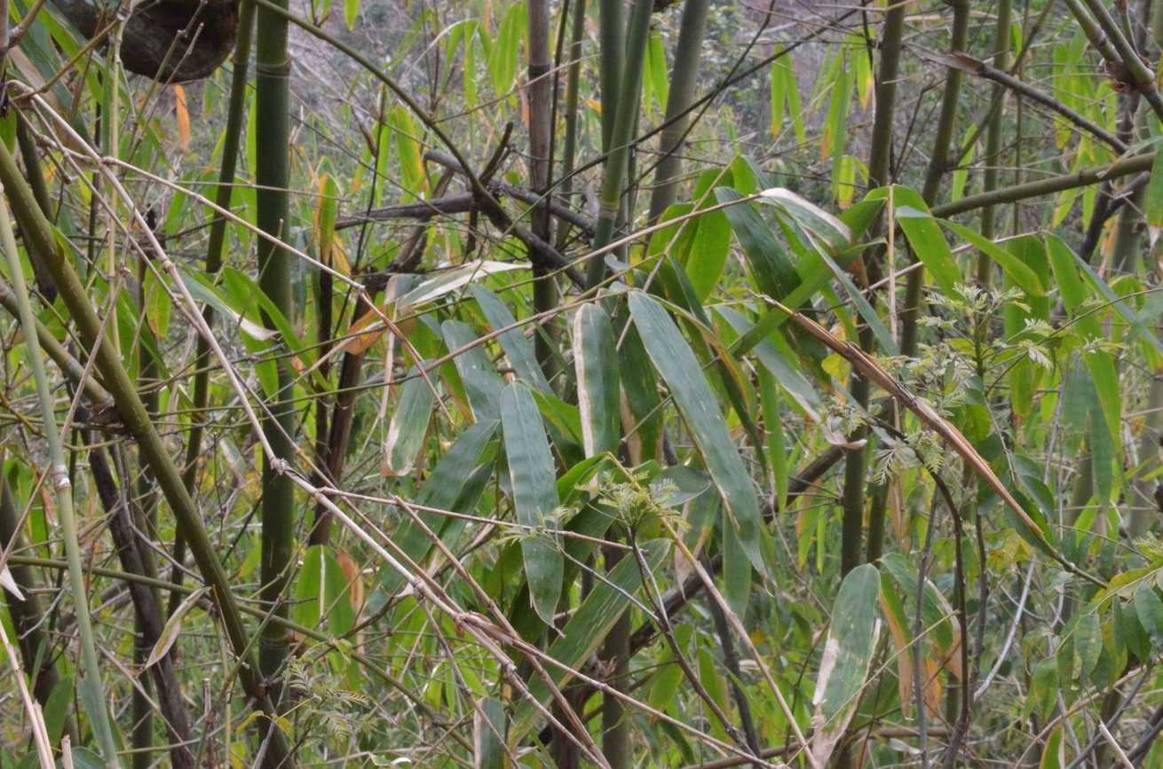 Dendrocalamus hamiltonii