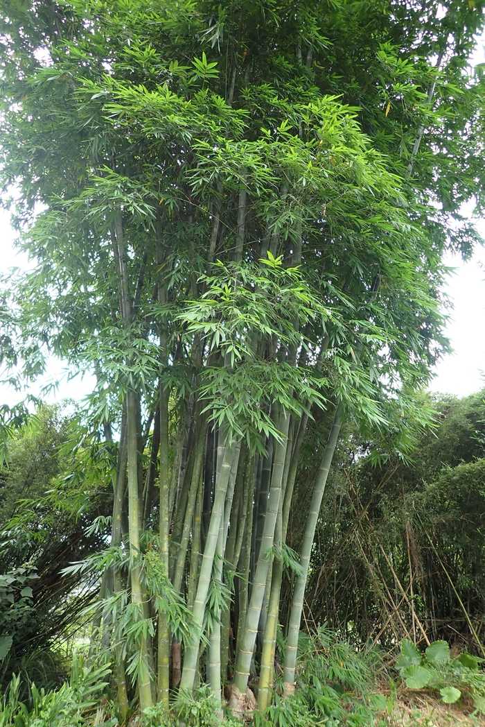 Dendrocalamus latiflorus