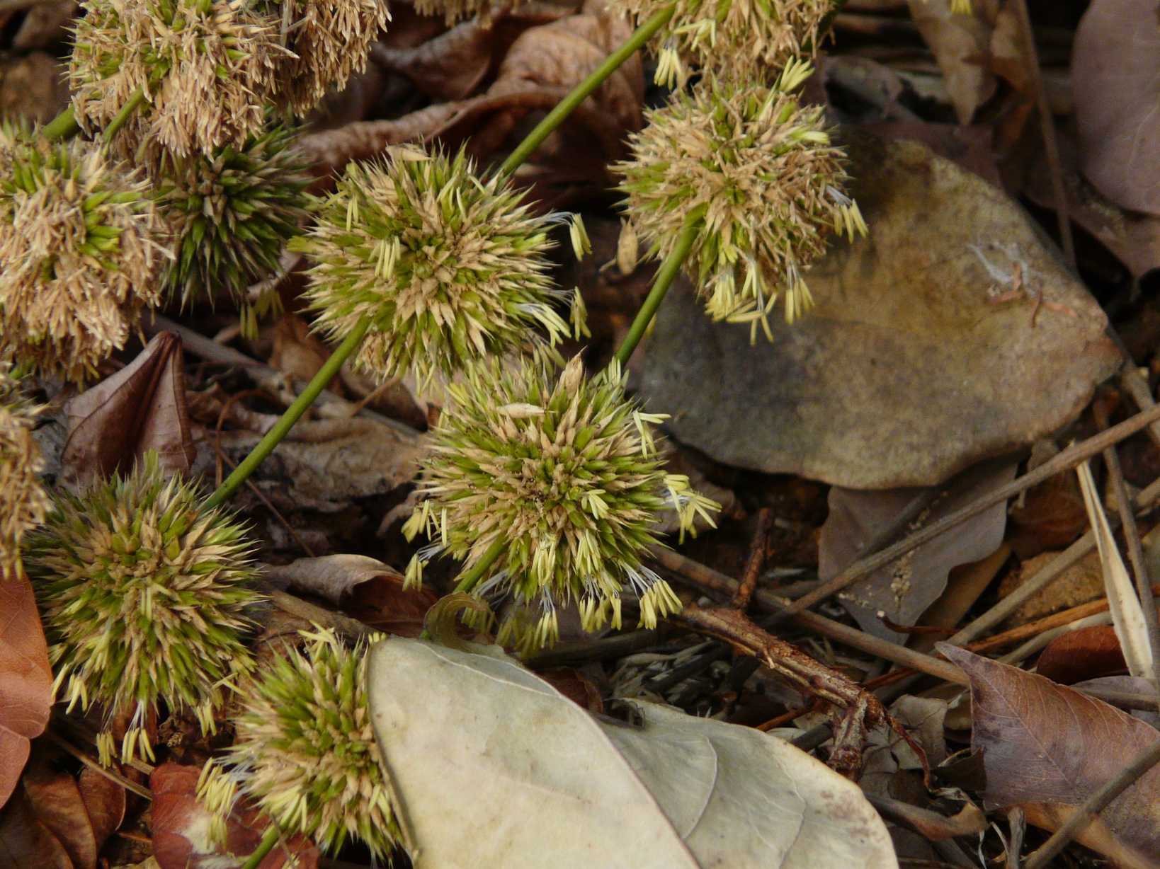 Dendrocalamus strictus