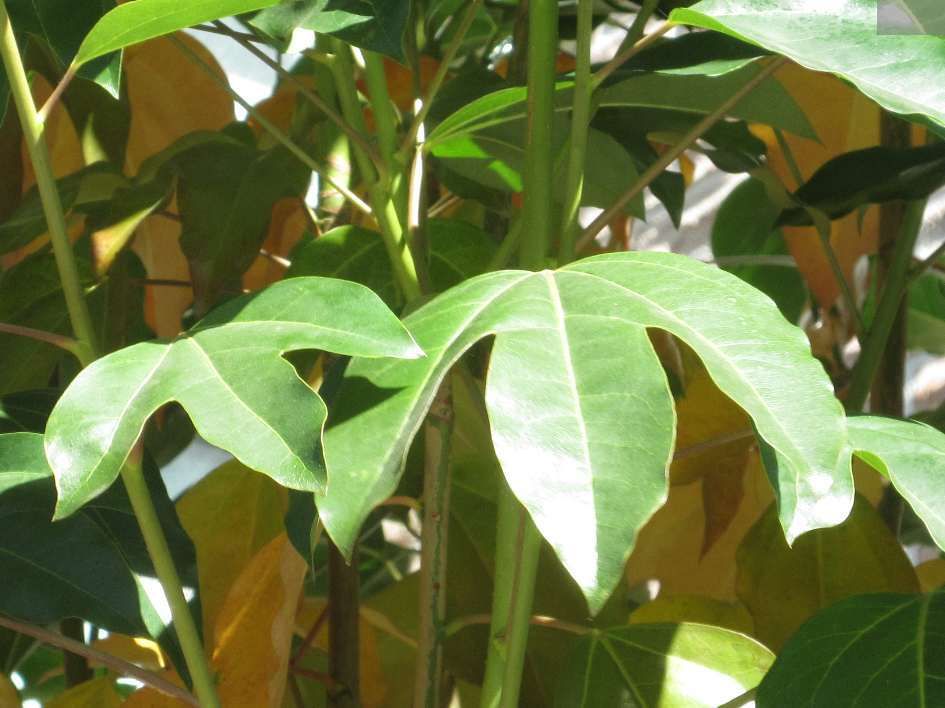 Dendropanax morbifer