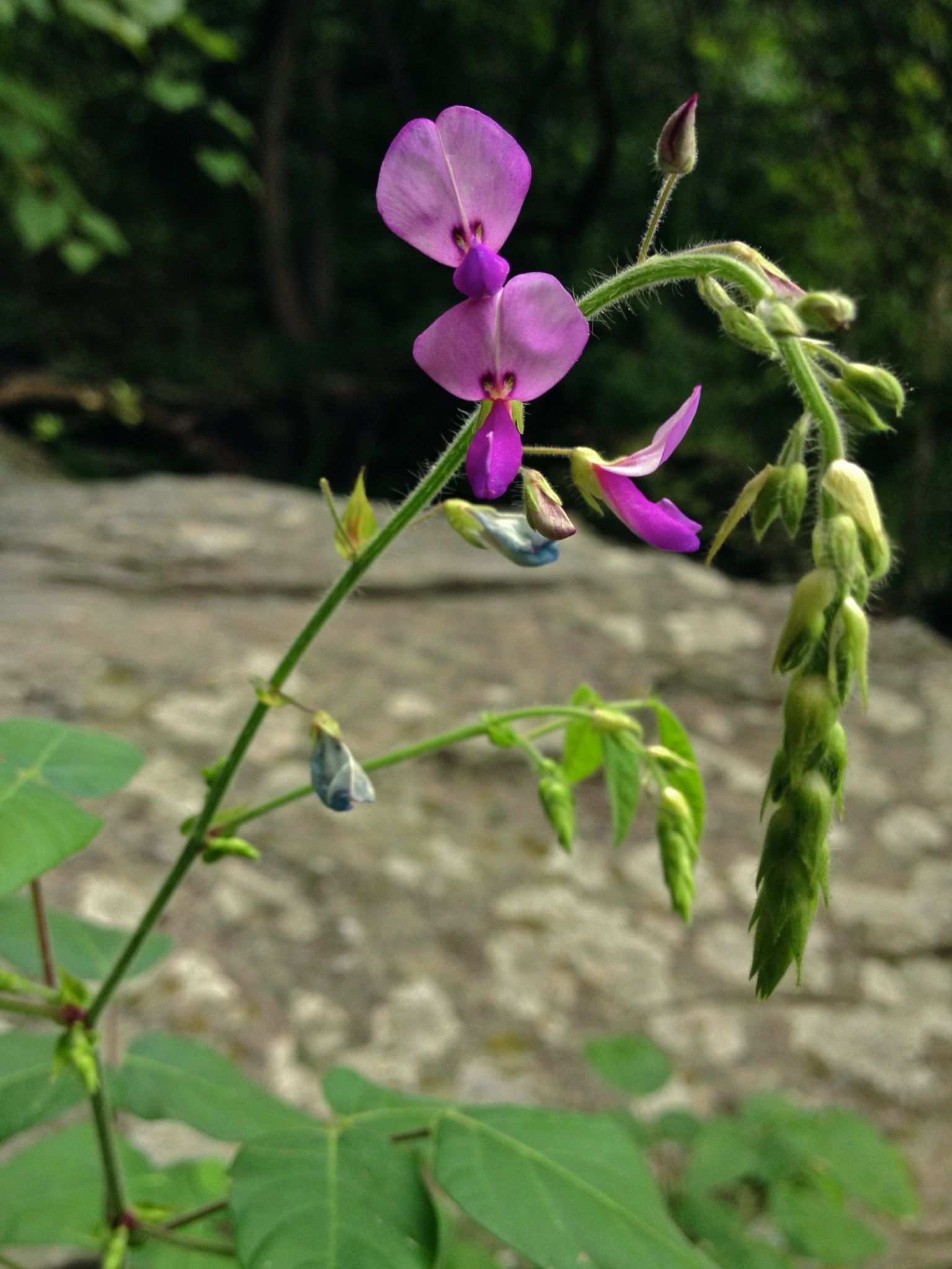 Desmodium canescens