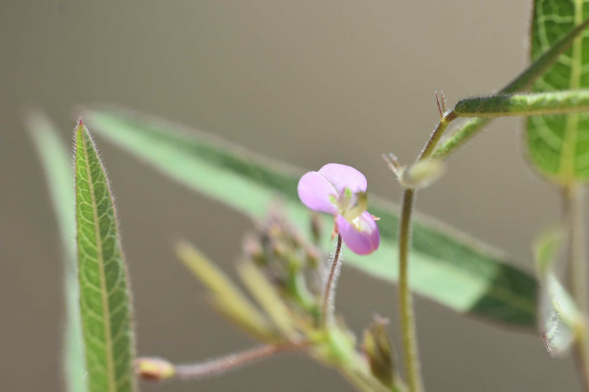 Desmodium sp.