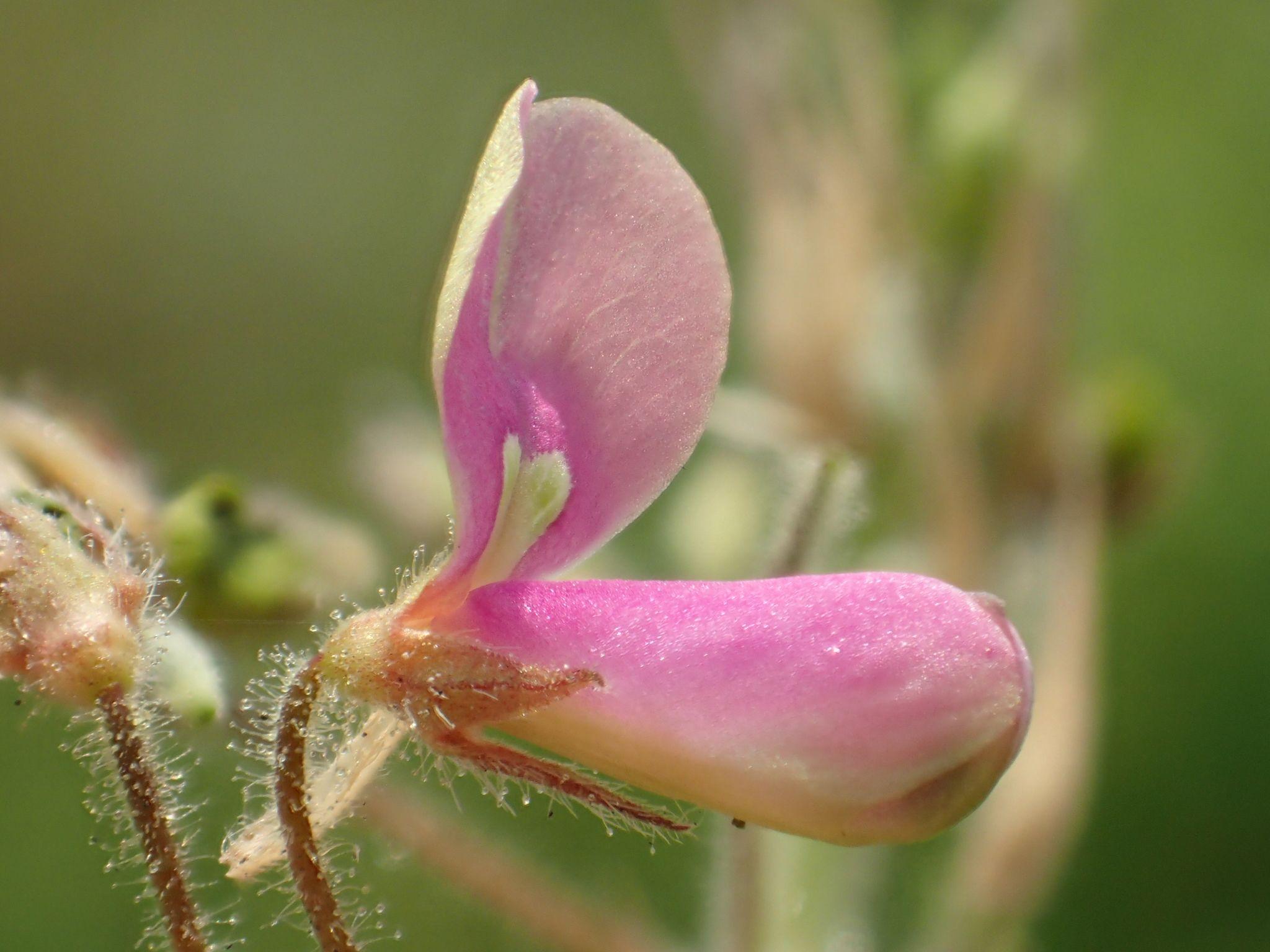 Desmodium tortuosum