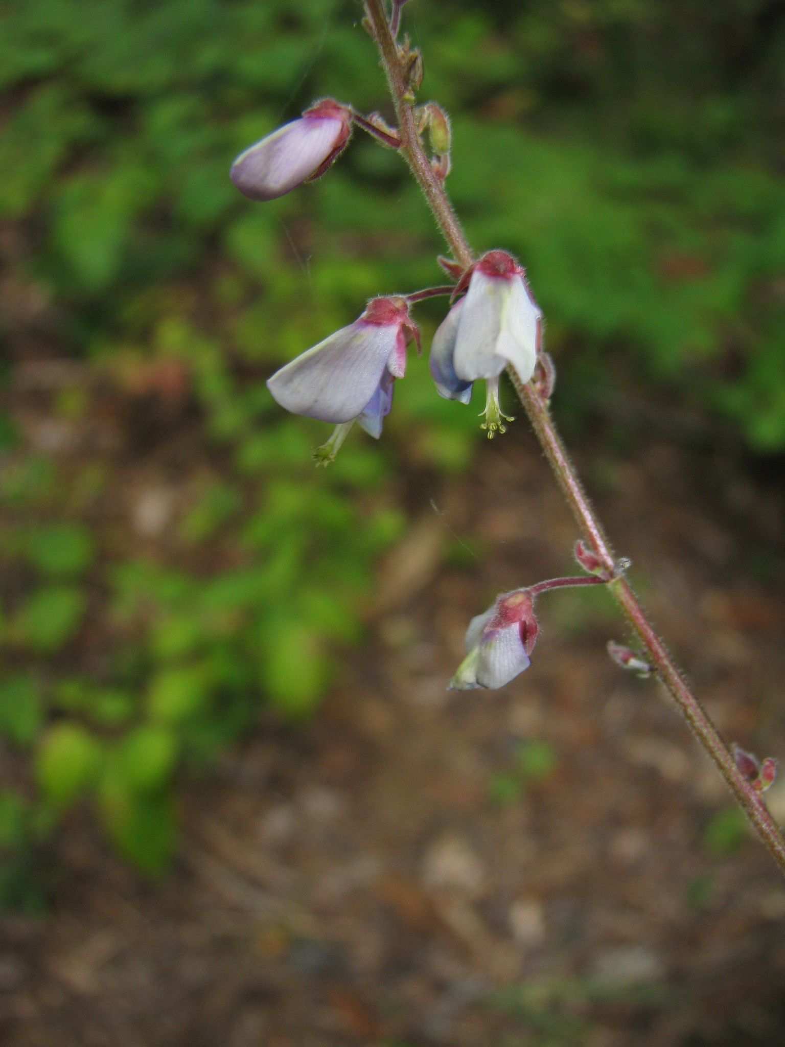 Desmodium viridiflorum