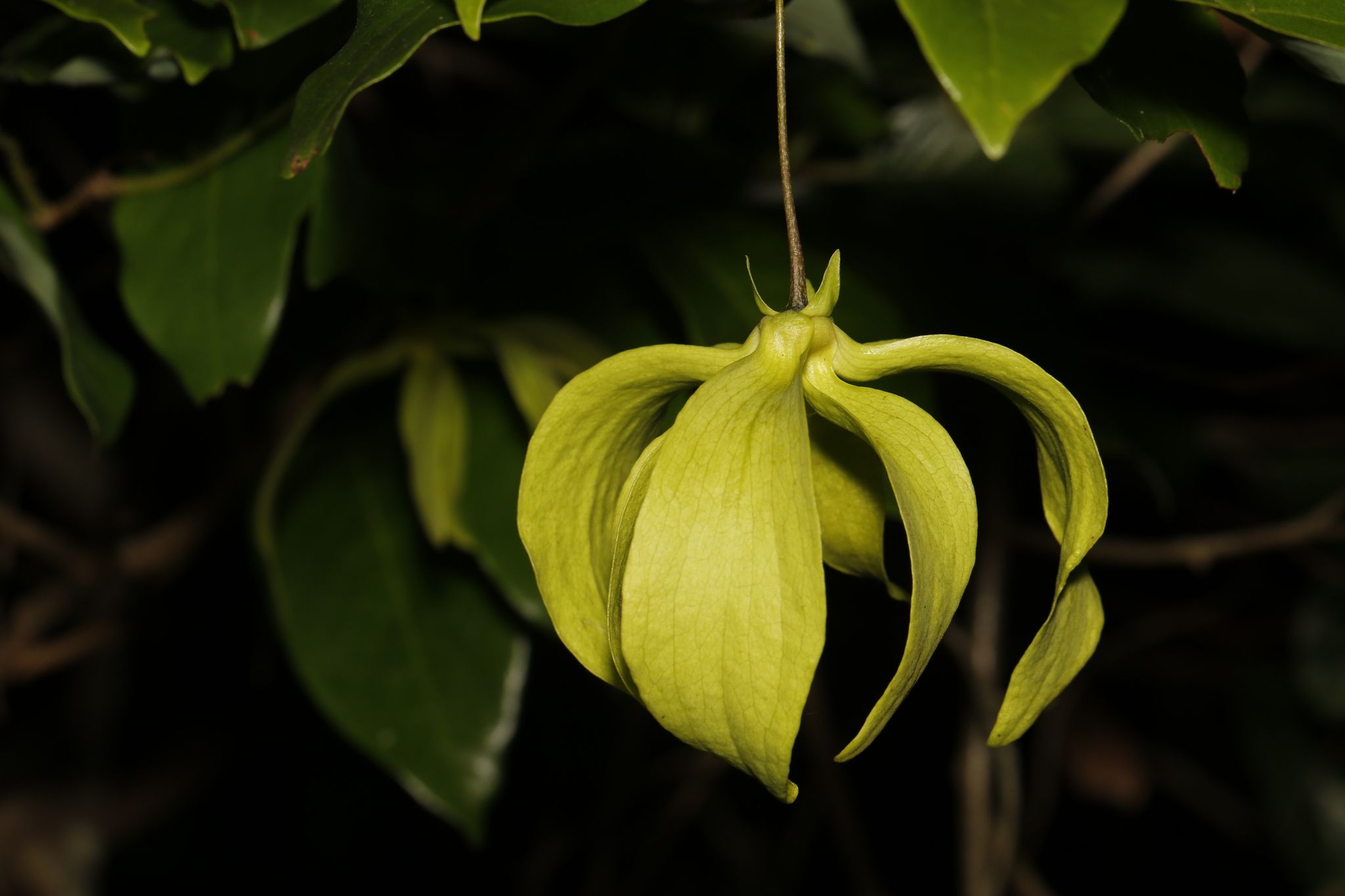 Desmos chinensis